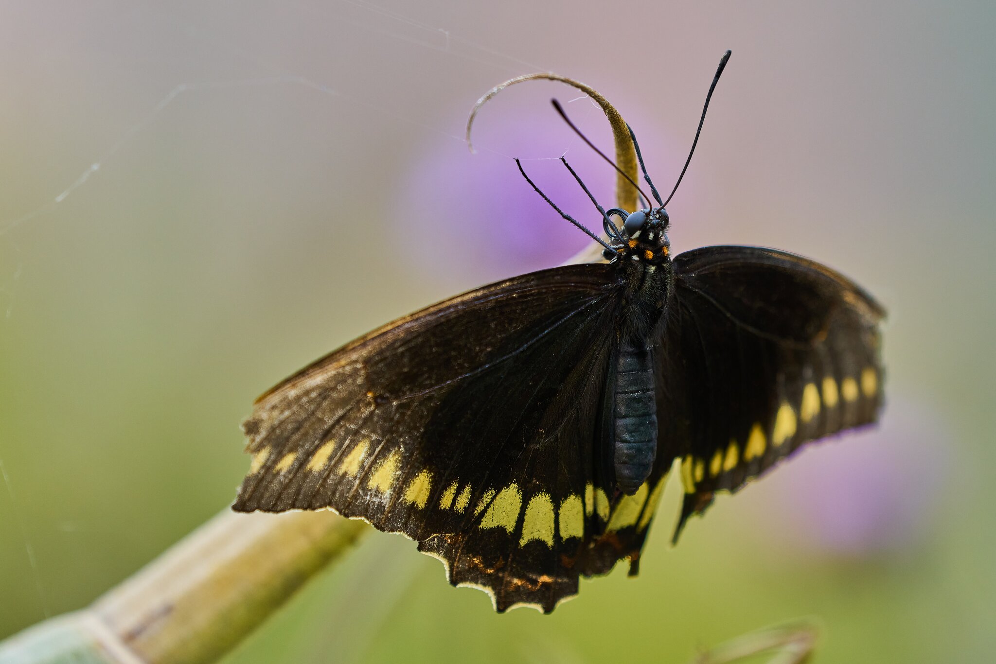 Gold Rim Swallowtail -South Coast Botanical Gardens - 05162024 - 01- DN.jpg