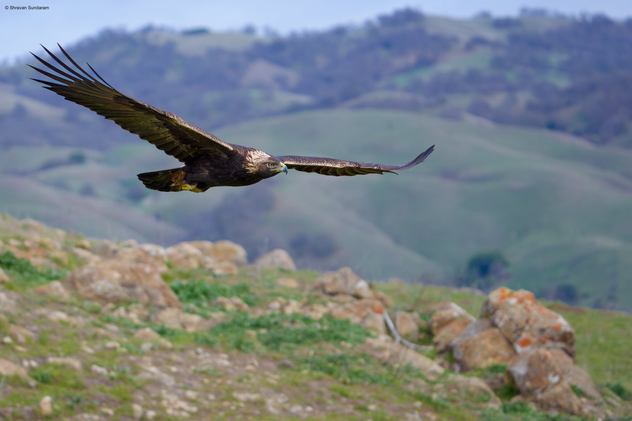 golden eagle rock scene.jpg