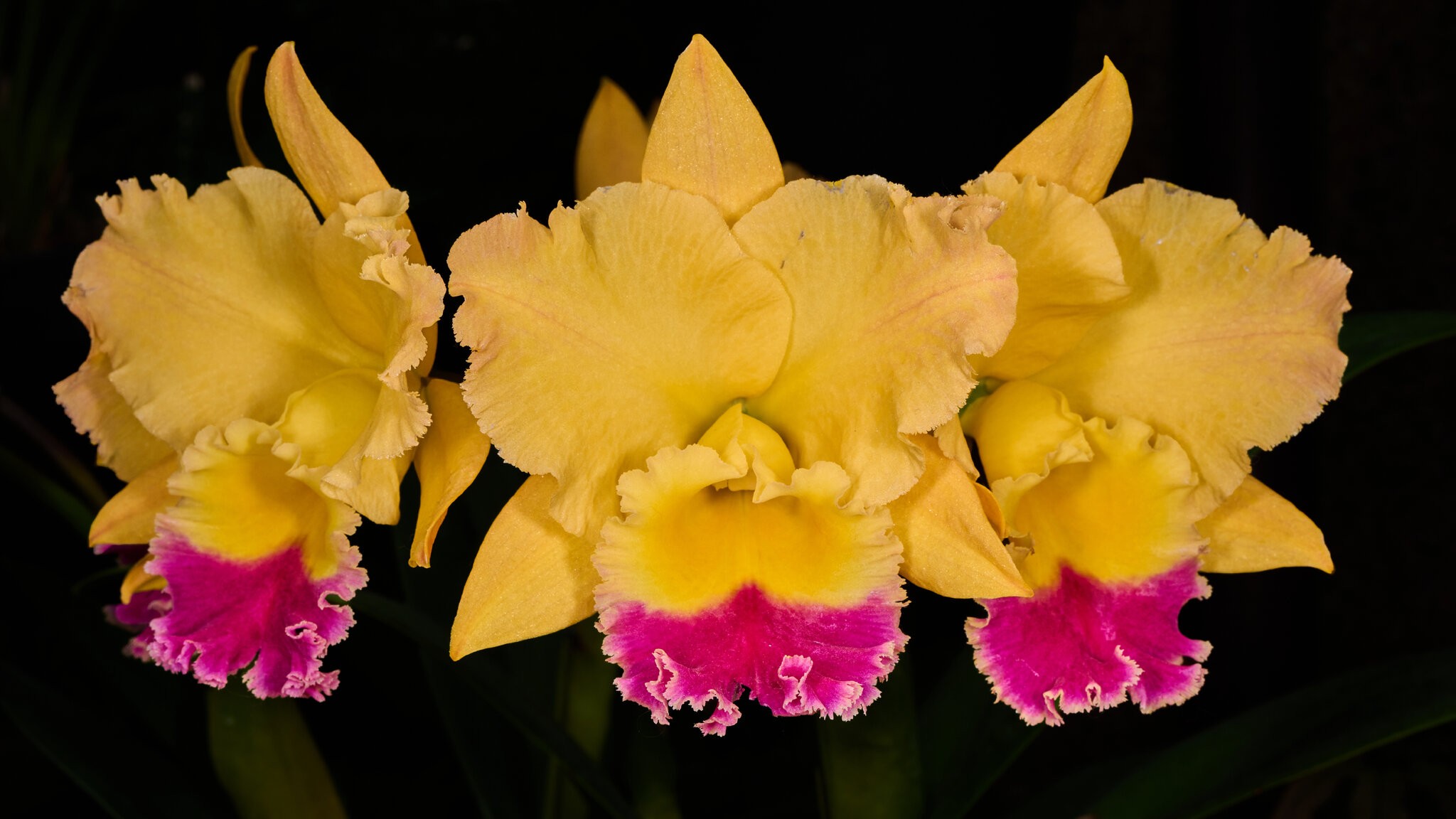 Golden Girl - Longwood - 02162026 - 01.jpg