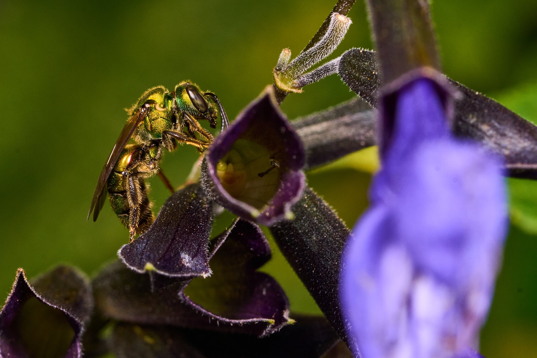 Golden Sweat Bee - Tyler Arboretum - 101042025 - 01.jpg