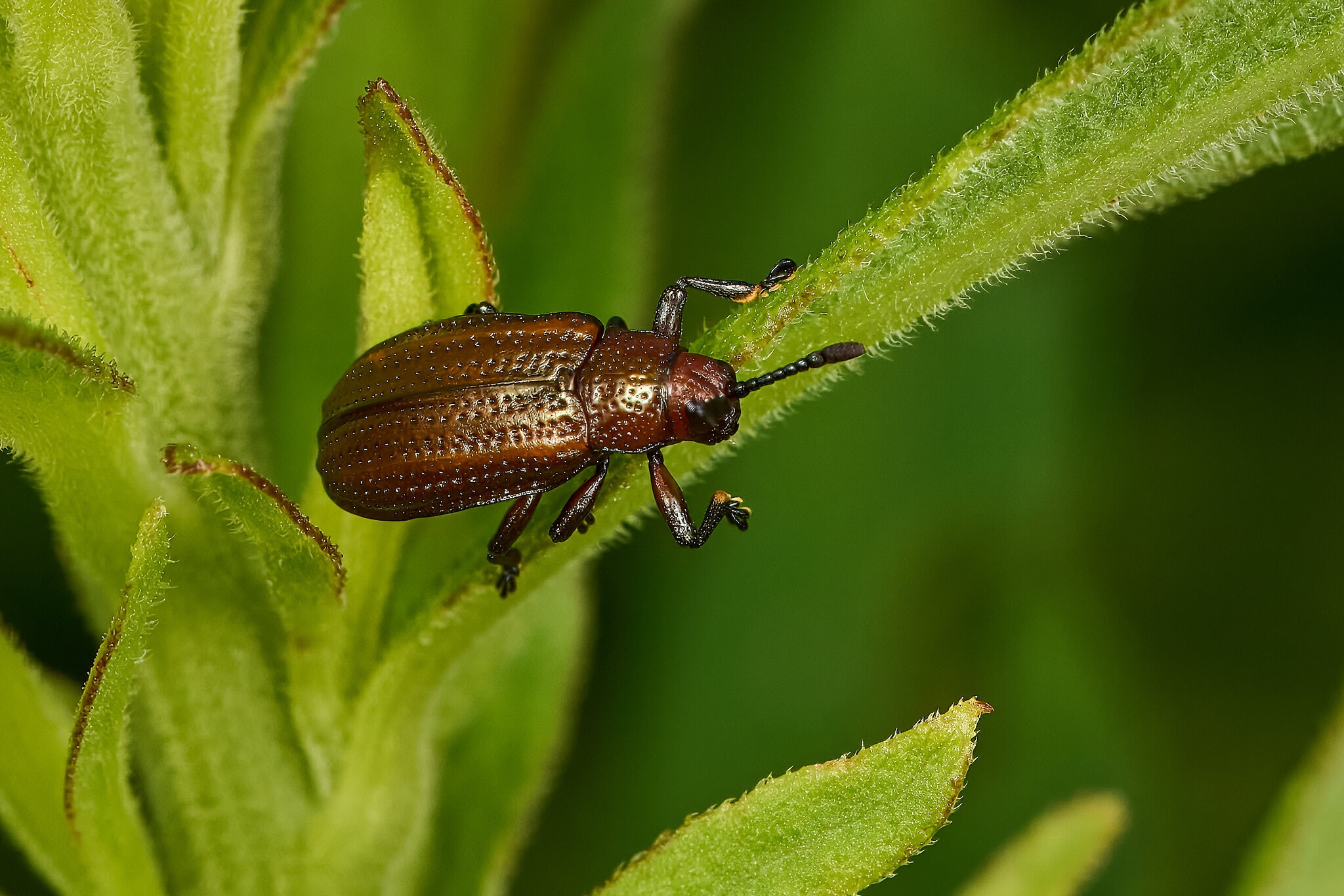 Goldenrod Leafminer - BCSP - 07122026 - 02 - rDN.jpg