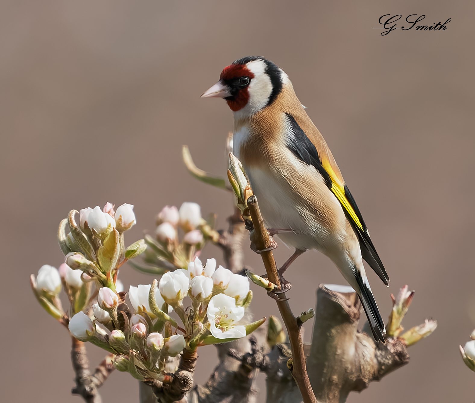 goldfinch 2022 2.jpg