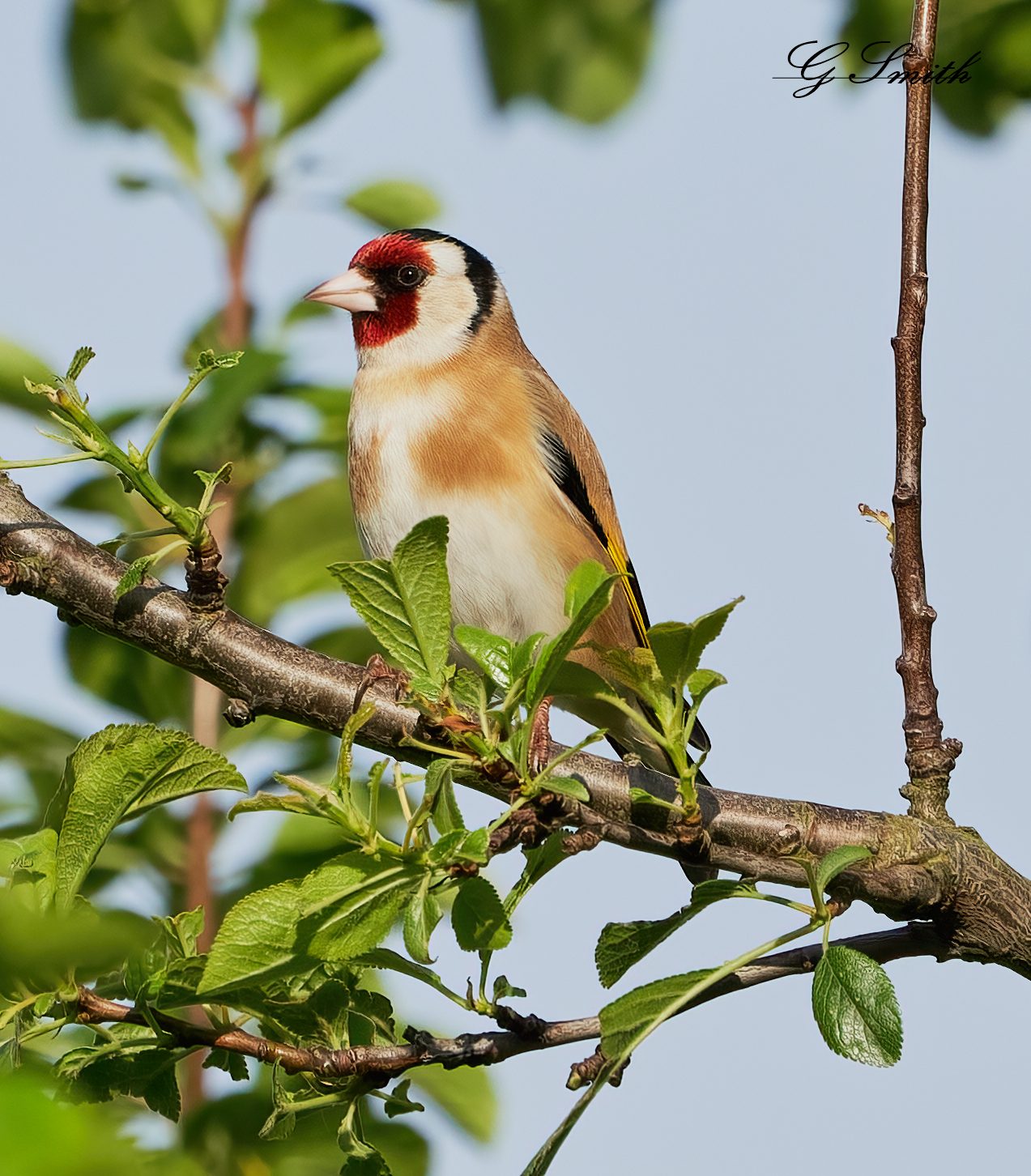 goldfinch 2022 4.jpg