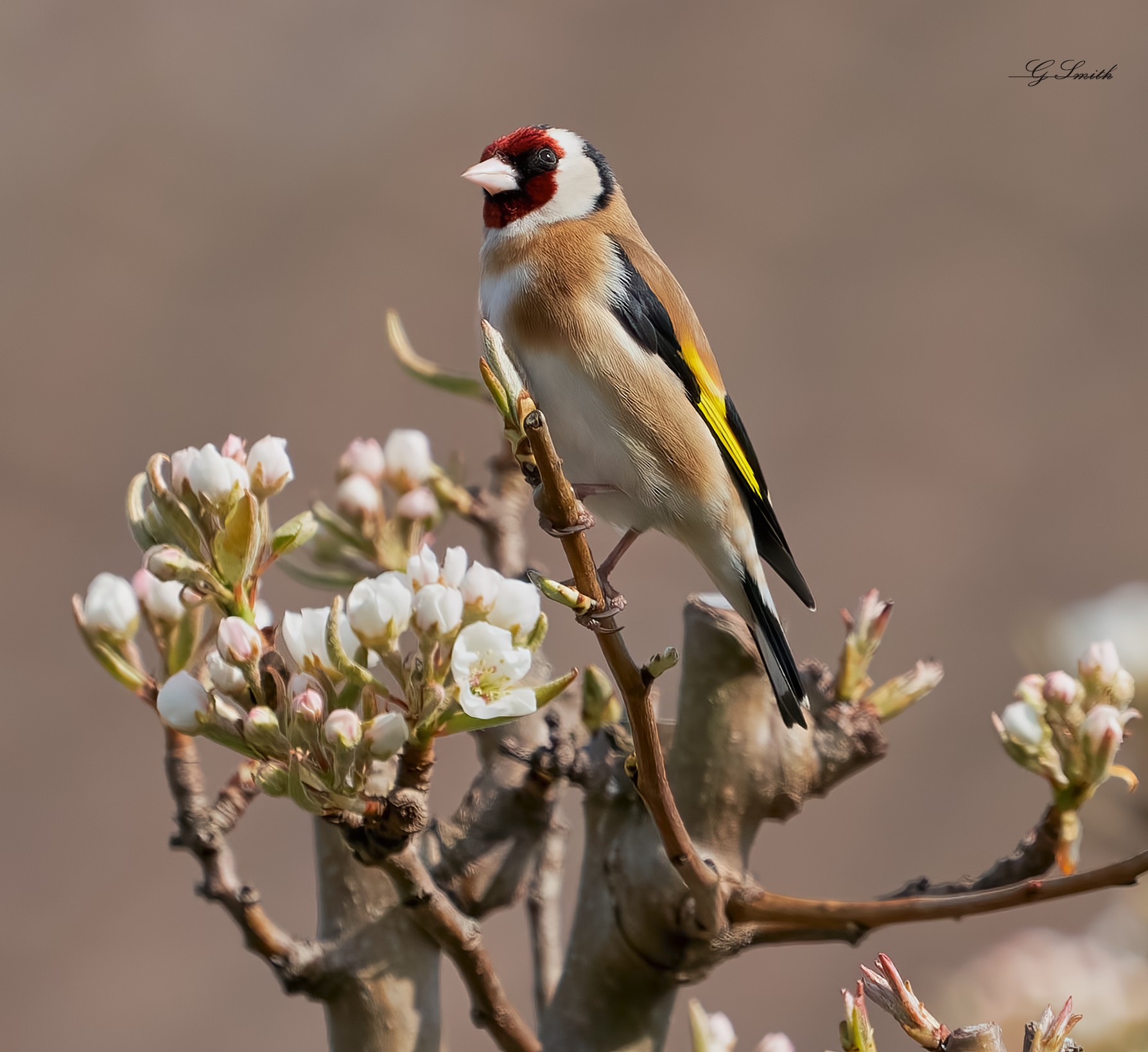 goldfinch 2022.jpg