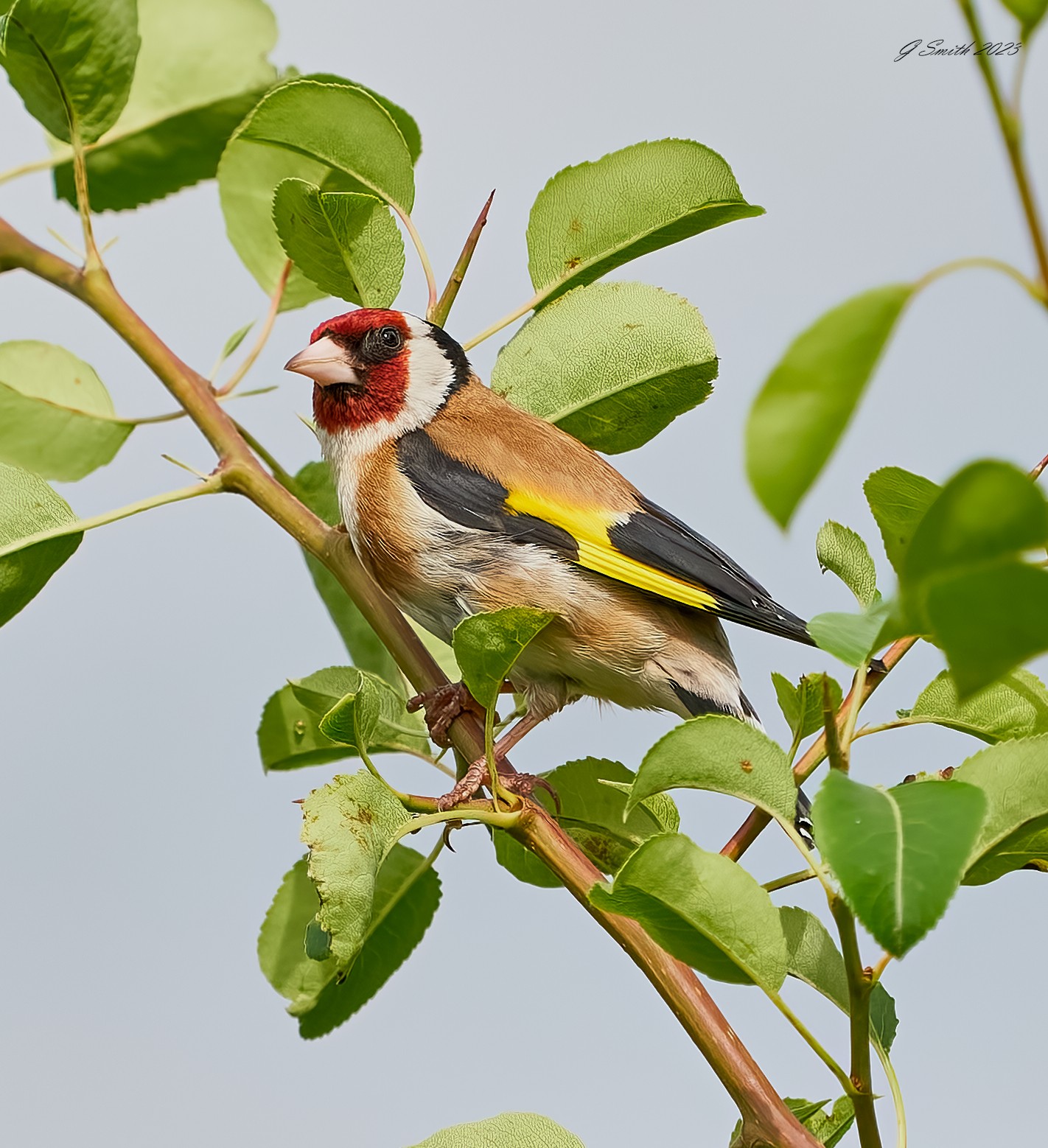 goldfinch 2023 1.jpg