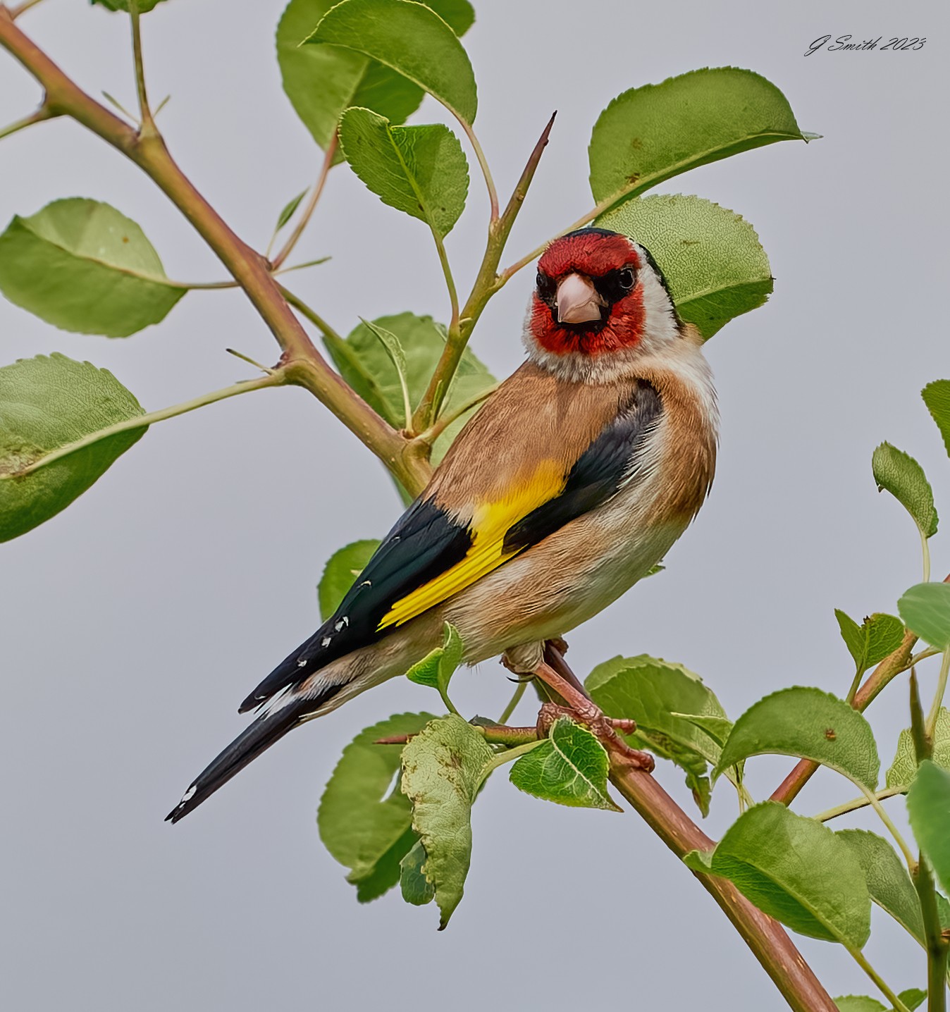 goldfinch 2023 2.jpg