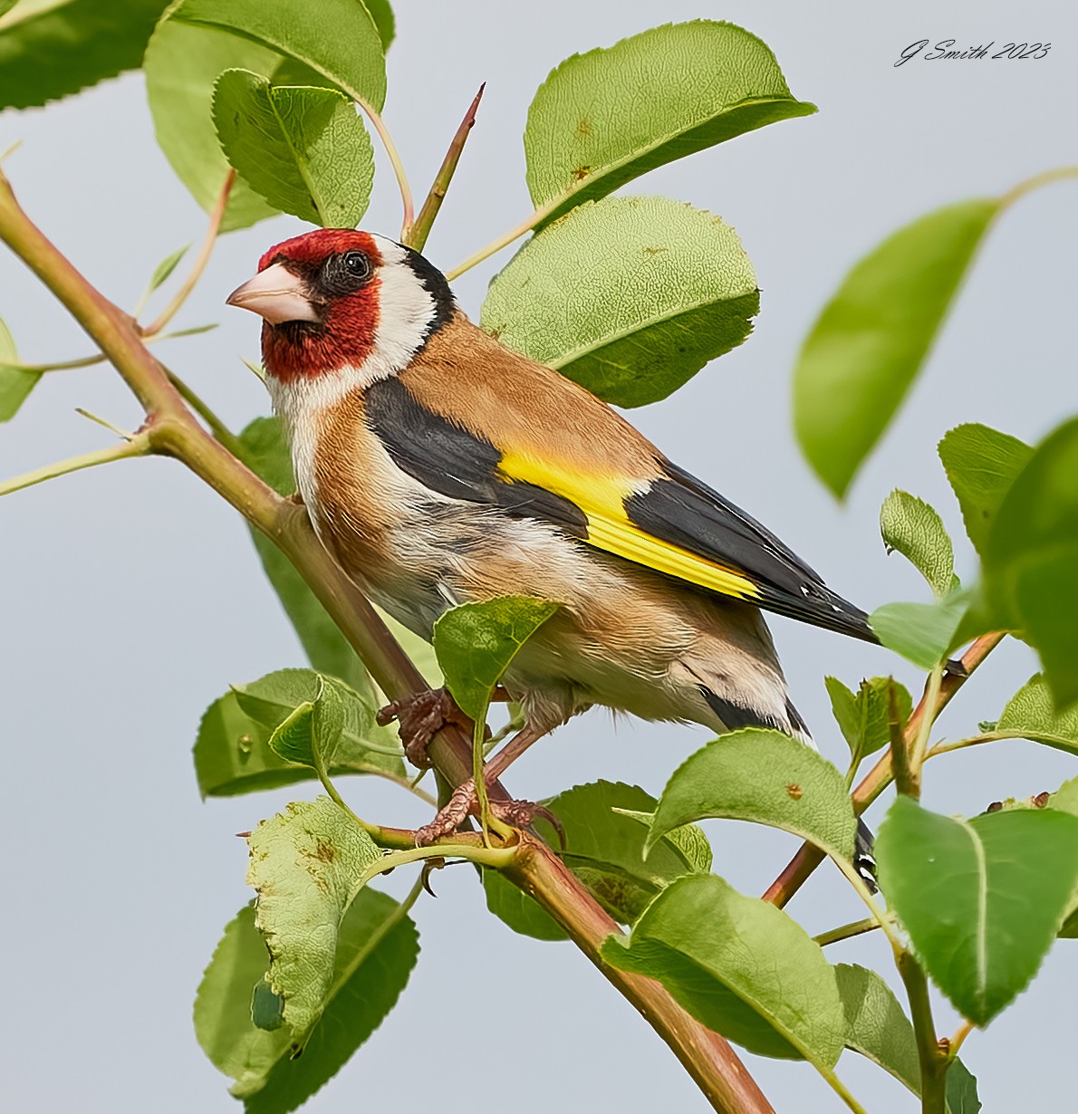 goldfinch 2023.jpg