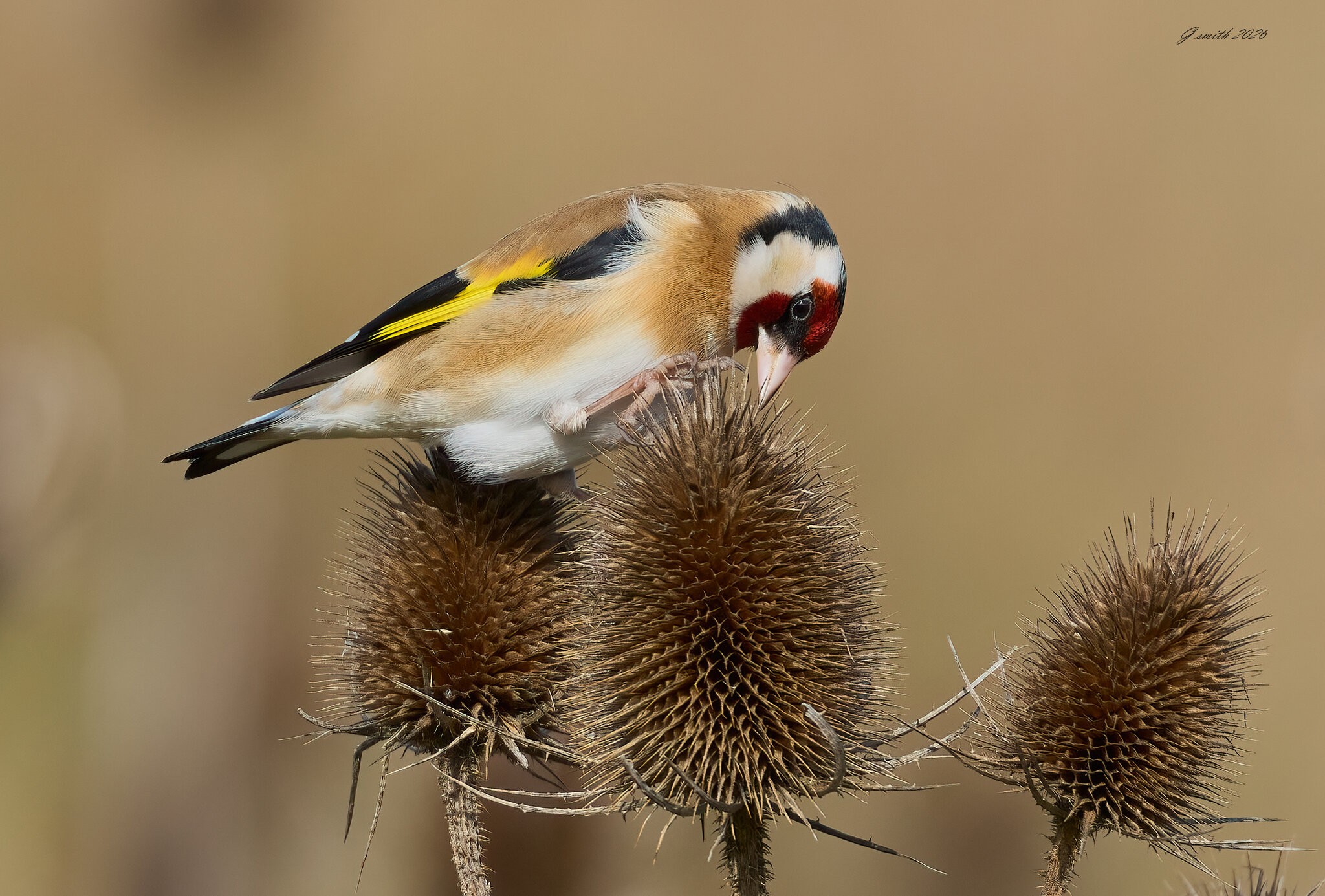goldfinch 2026_21.jpg
