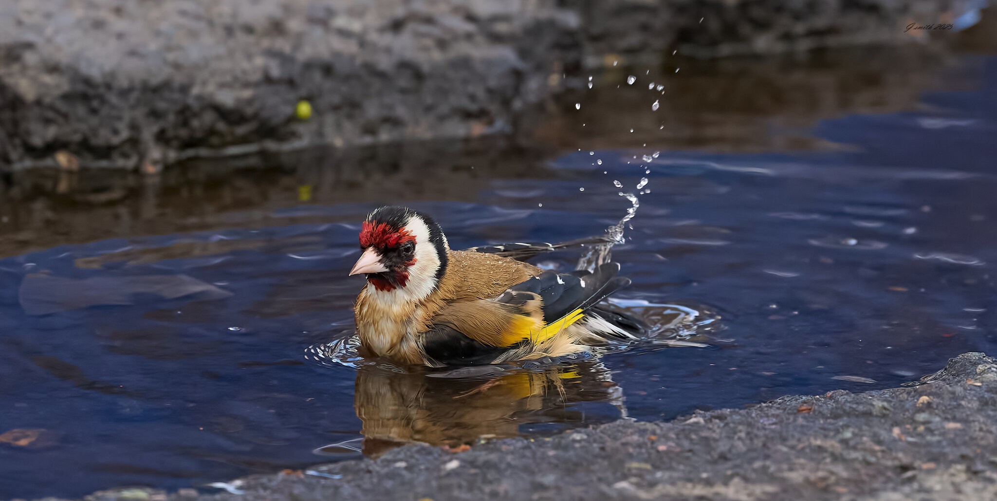 goldfinch 2026_36.jpg
