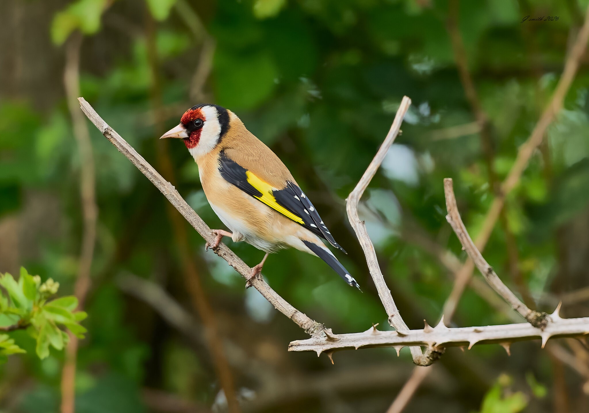 goldfinch 2026_38.jpg