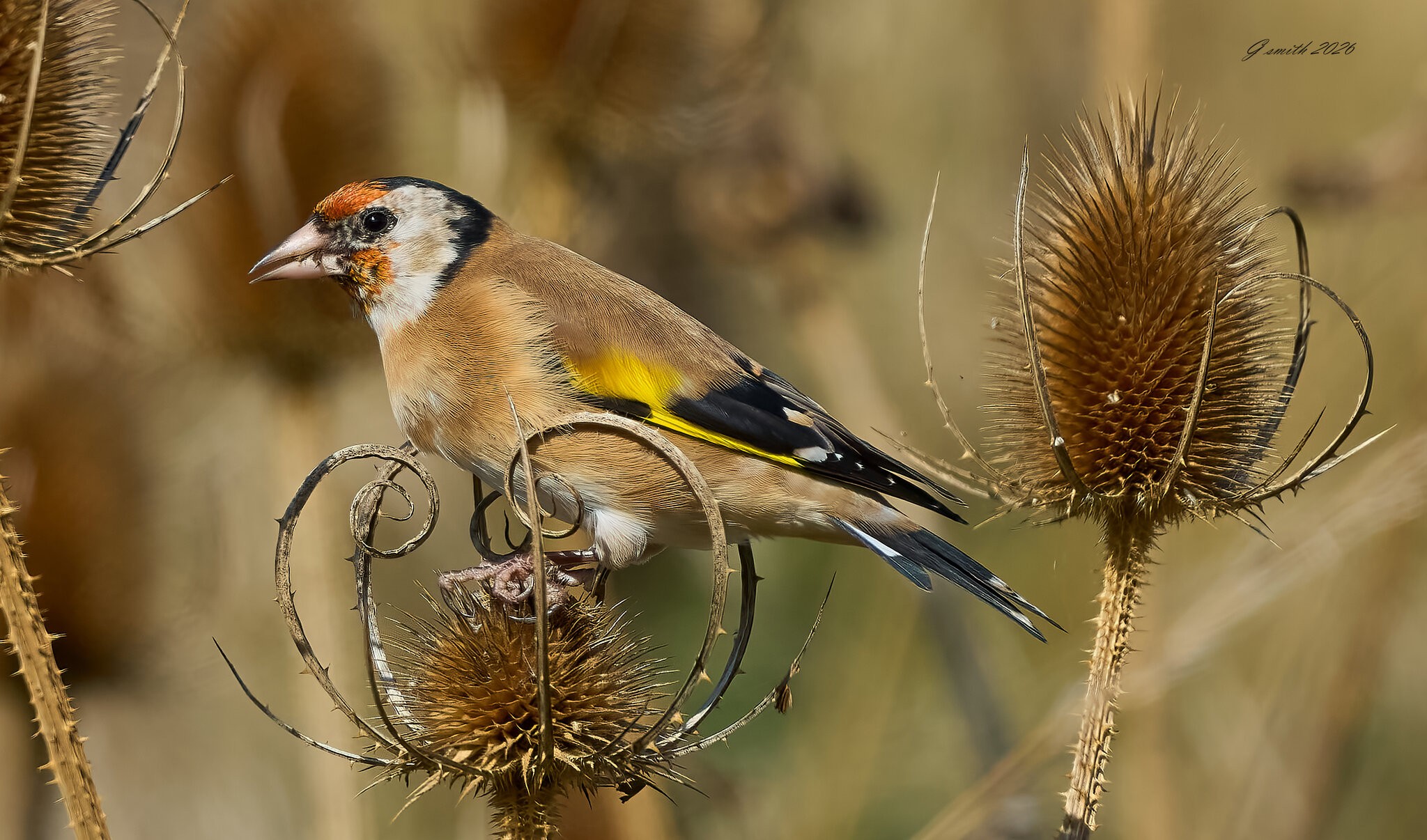 goldfinch 2026_49.jpg