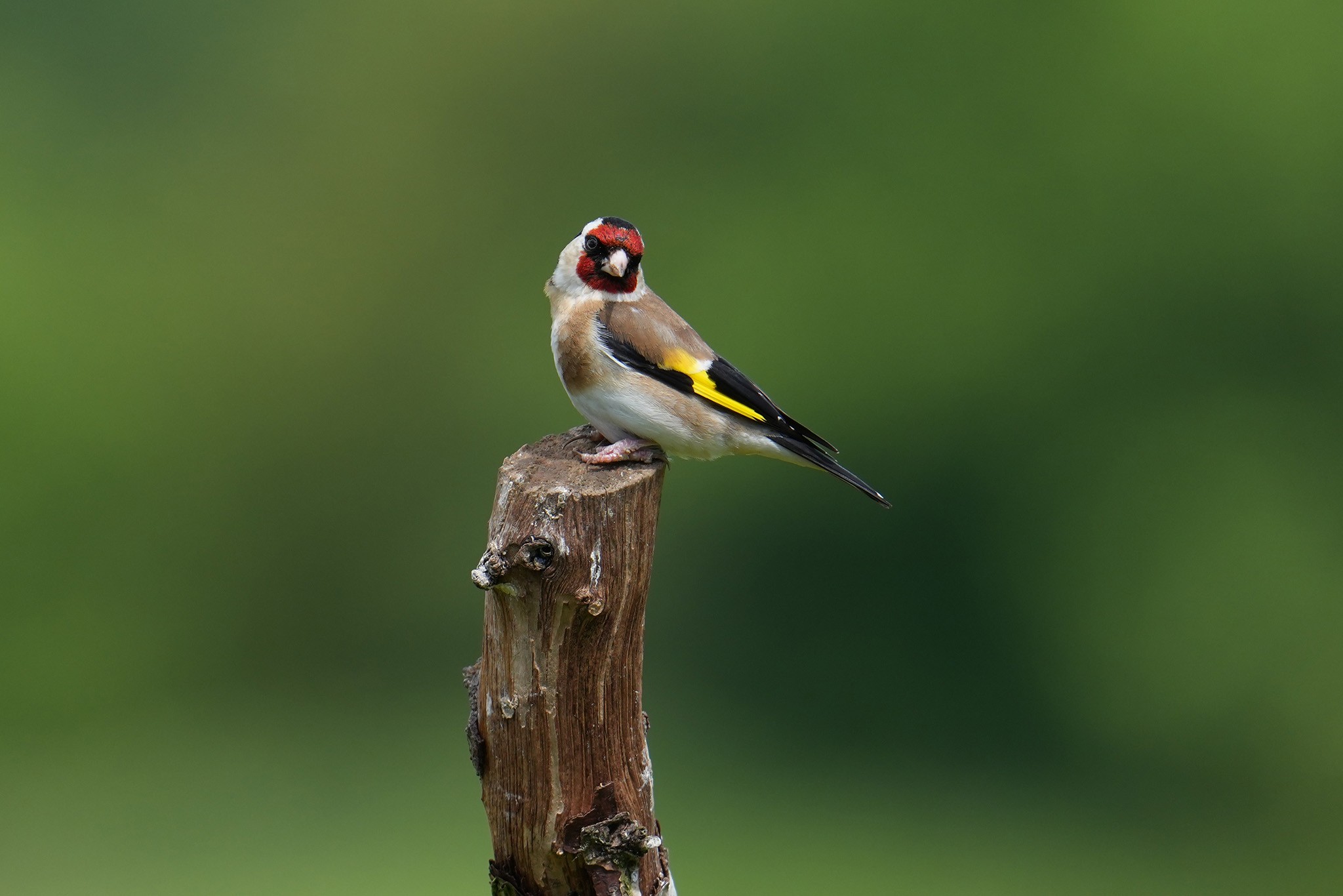 Goldfinch-DSC00509-2048px.jpg