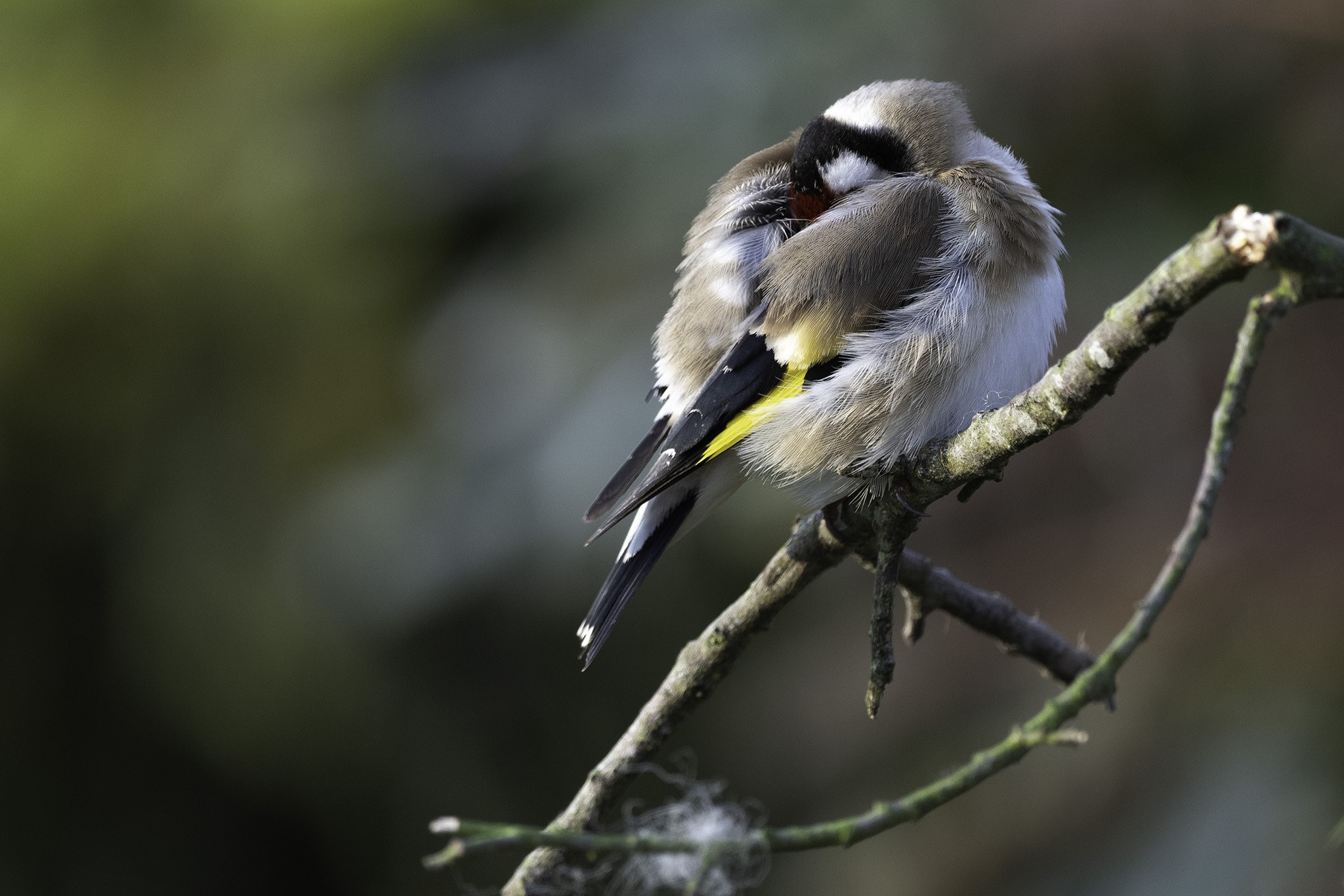 Goldfinch-DSC01340-2048px.jpg