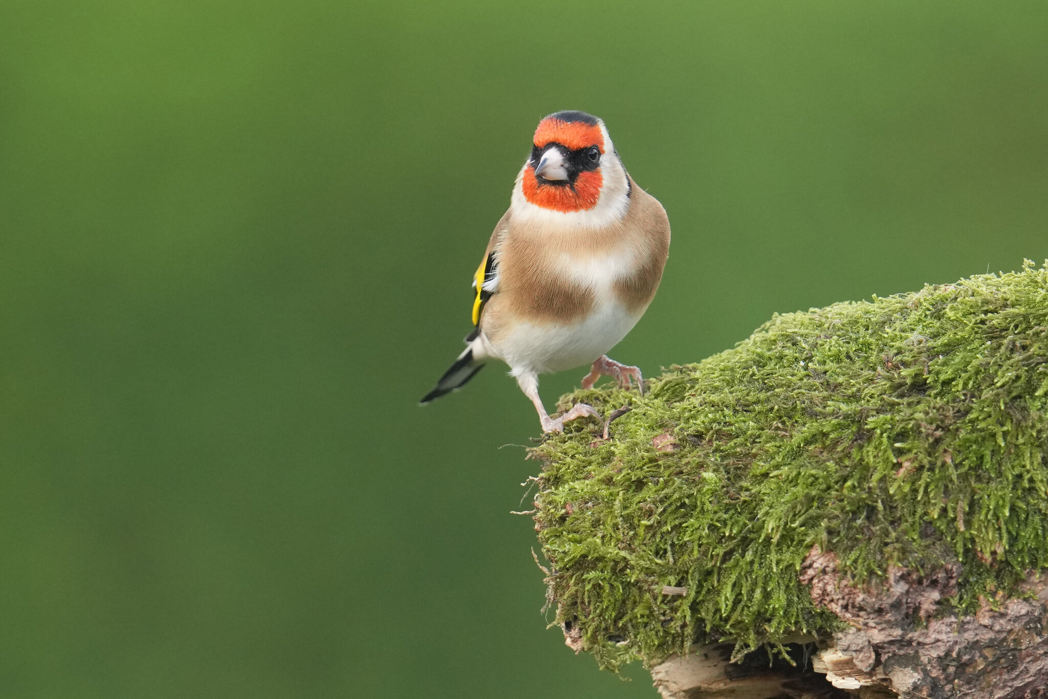 Goldfinch-DSC04074-2048px.jpg