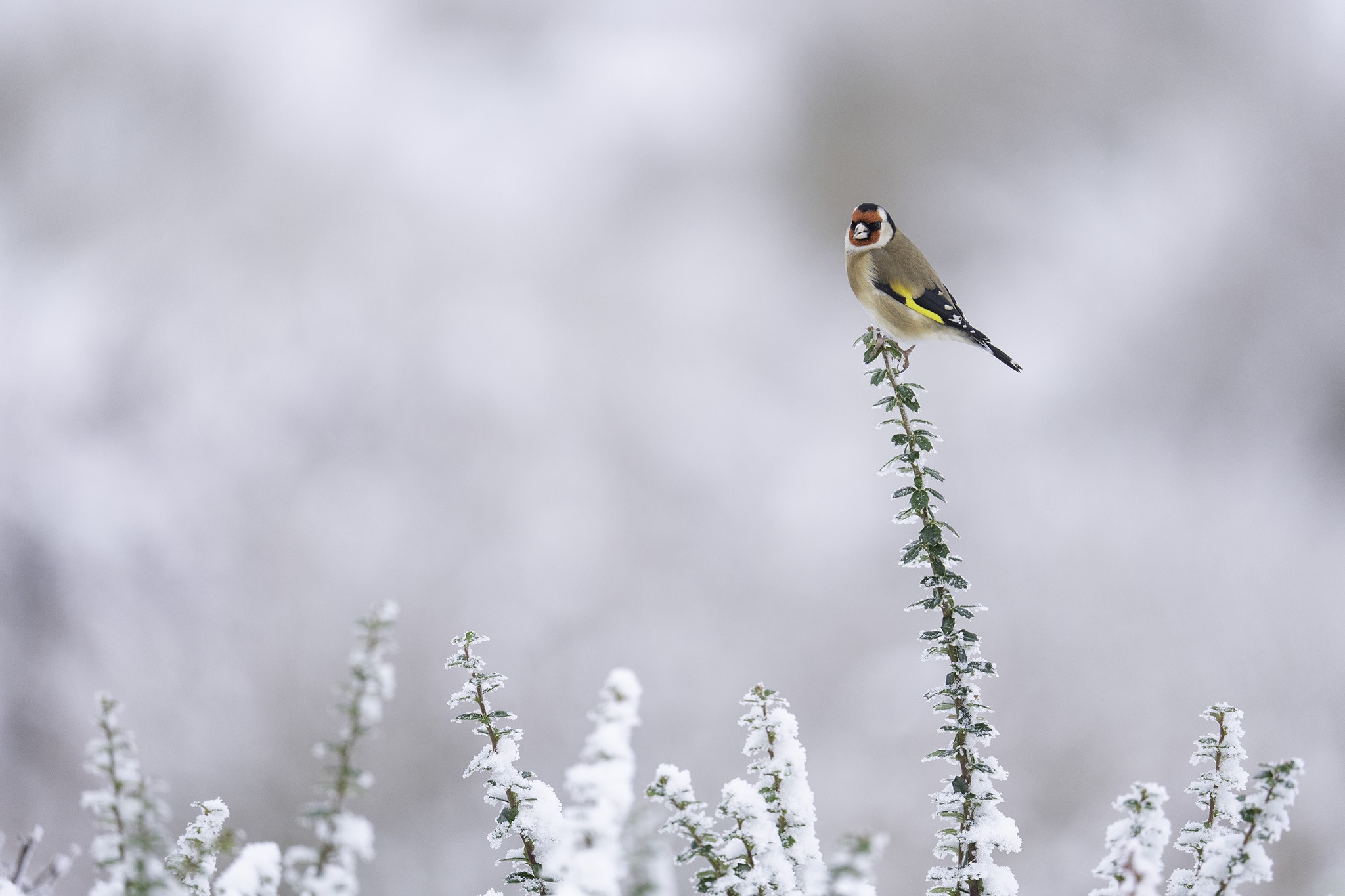 Goldfinch-DSC09980-2048px.jpg