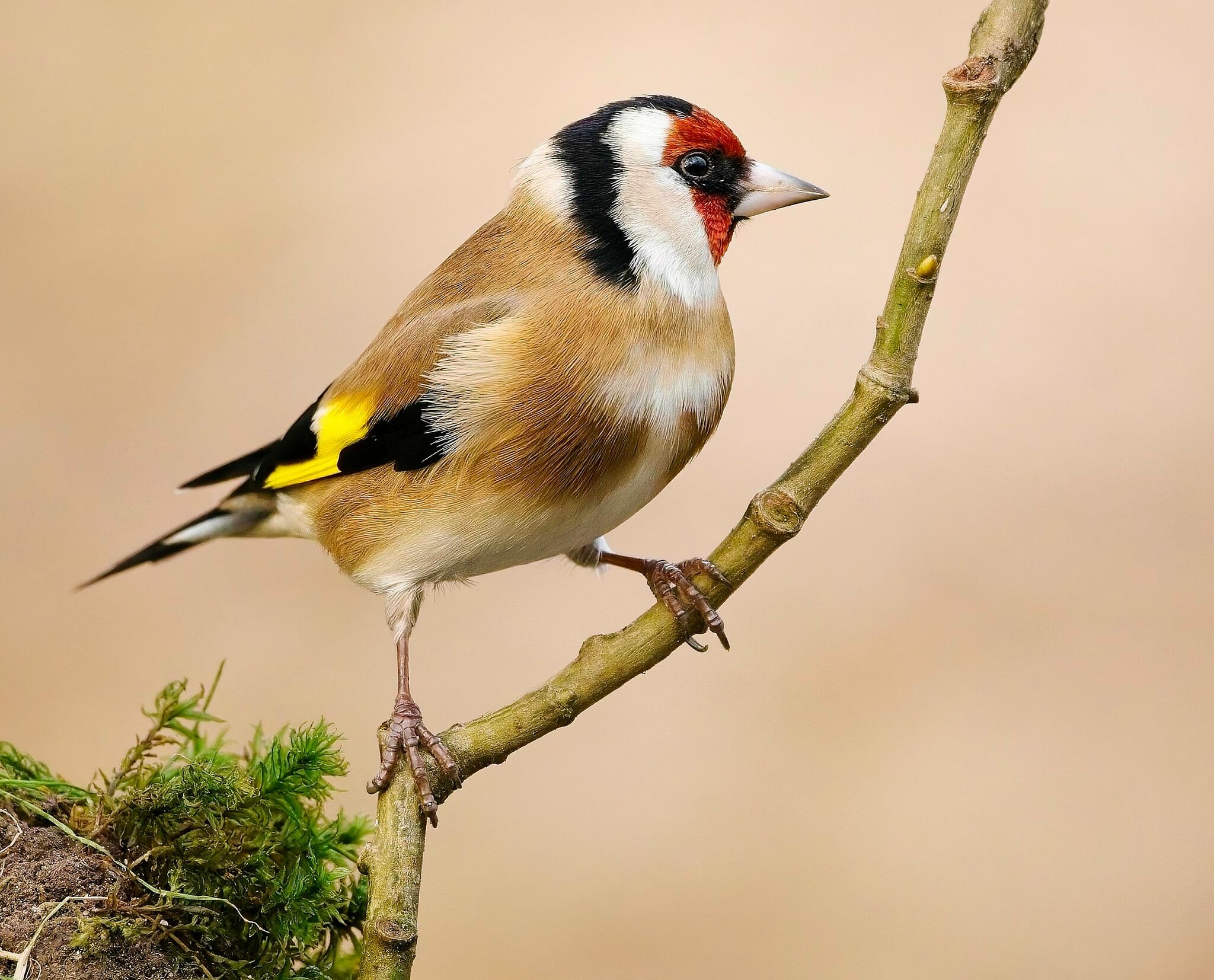 Goldfinch.jpg