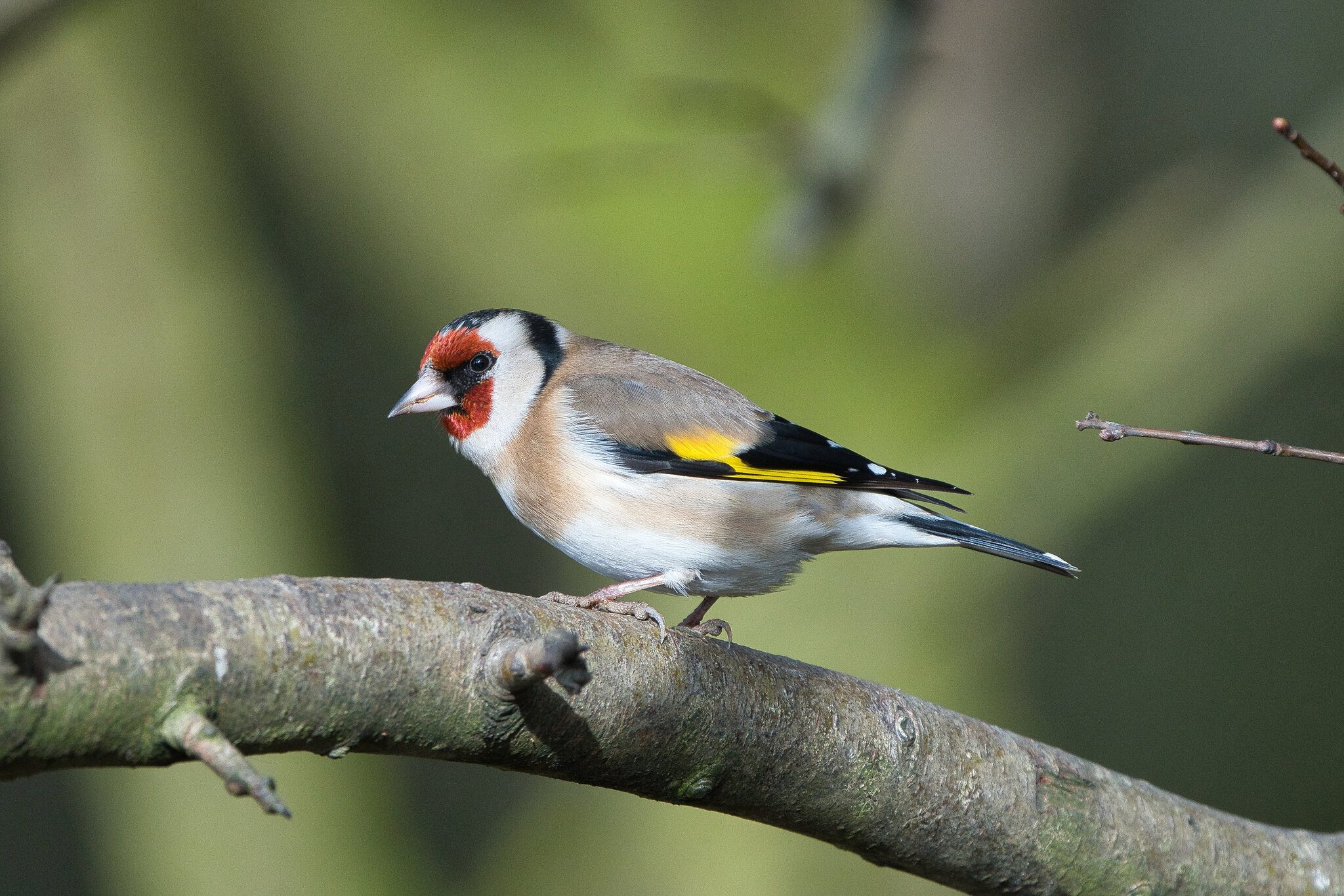 Goldfinch.jpg