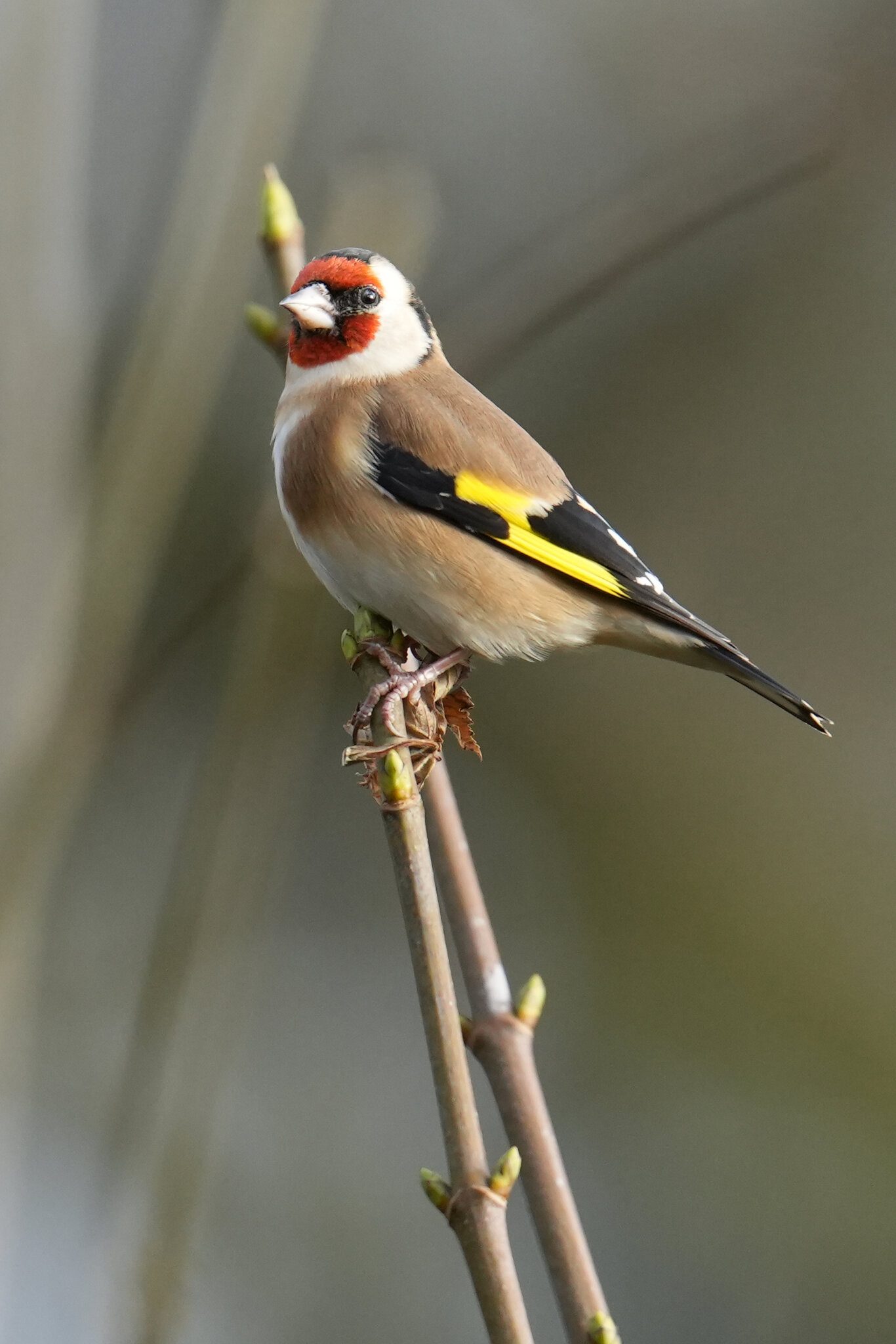 goldfinch.jpg