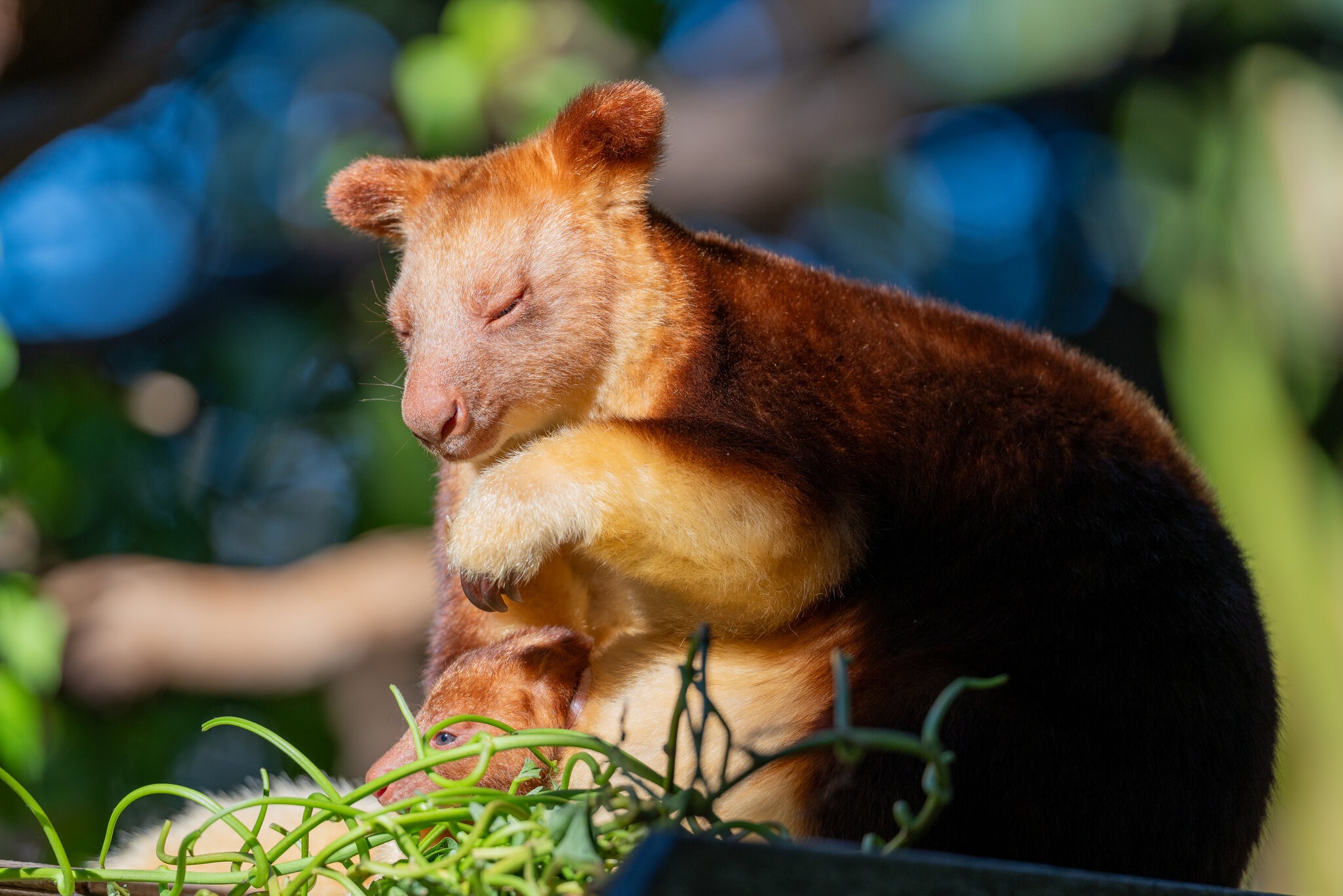 Goodfellow's Tree Kangaroo.jpg