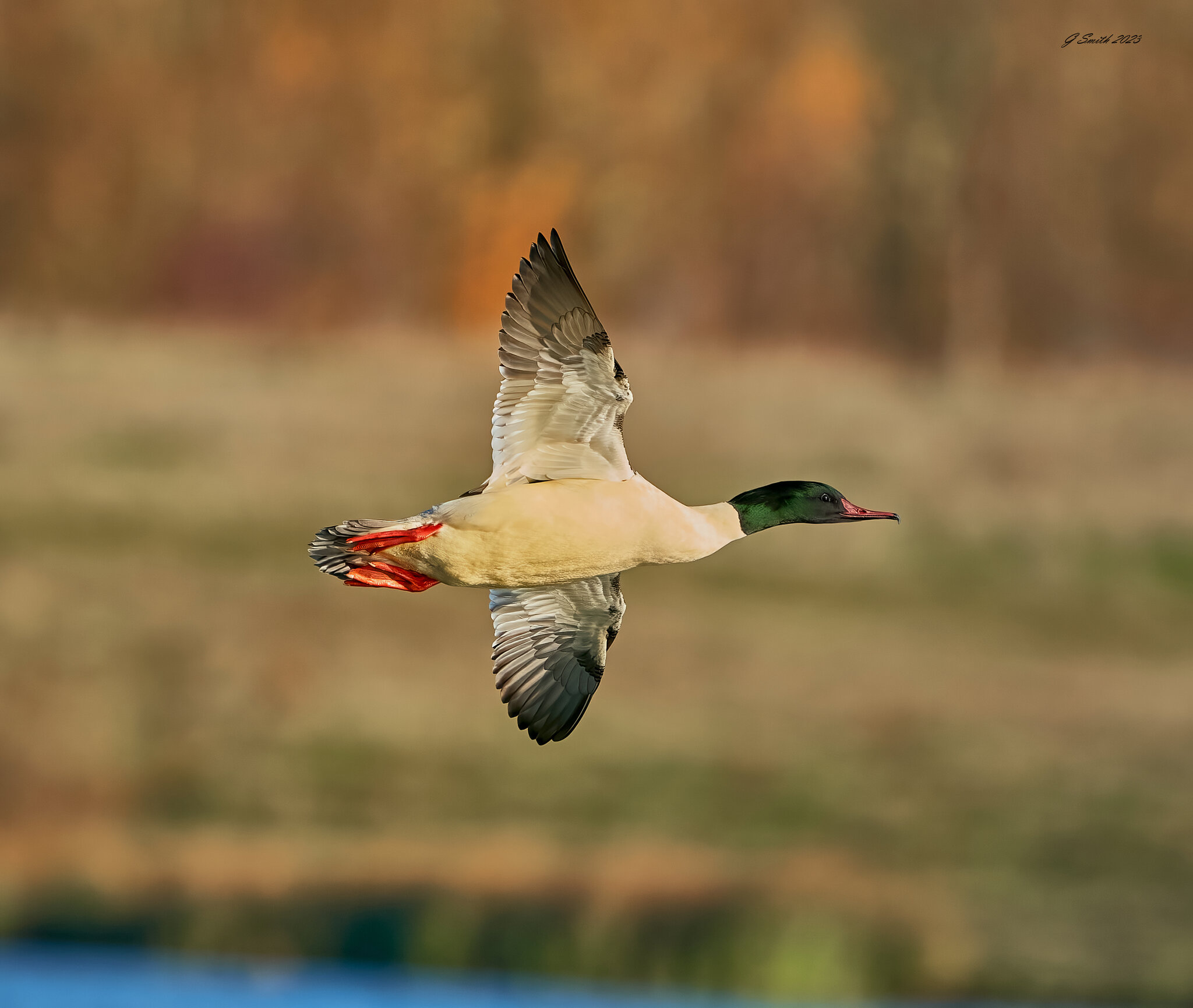 goosander 2023 17.jpg