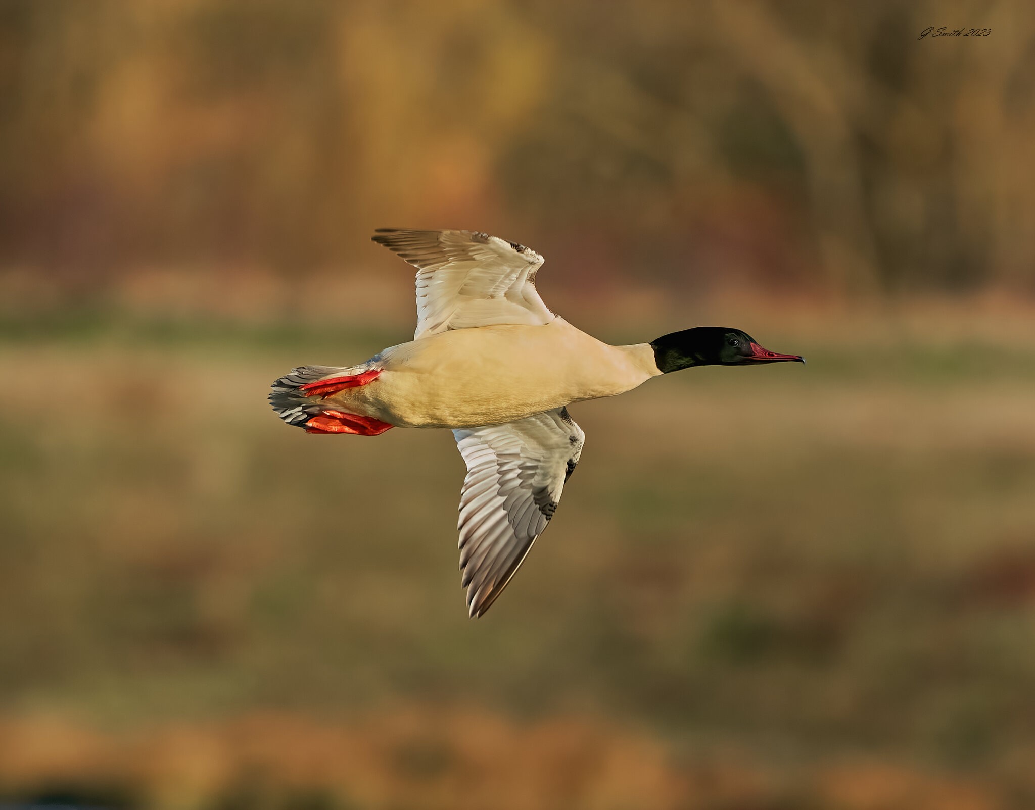 goosander 2023 19.jpg