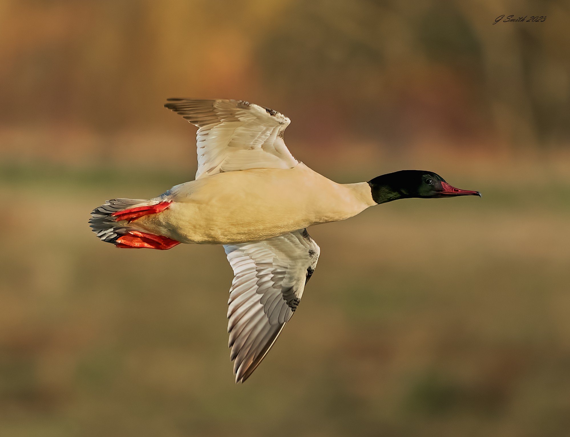 goosander 2023 21.jpg