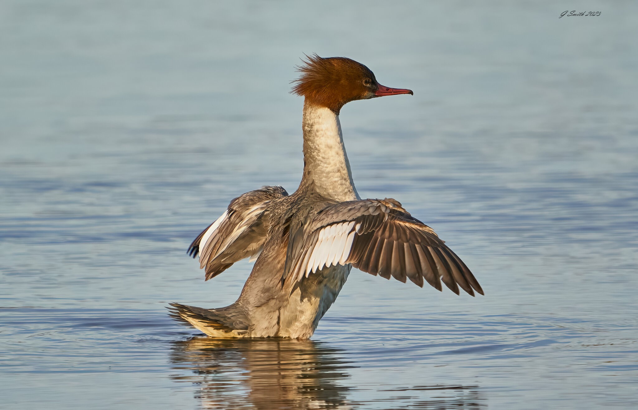 goosander 2023 6.jpg