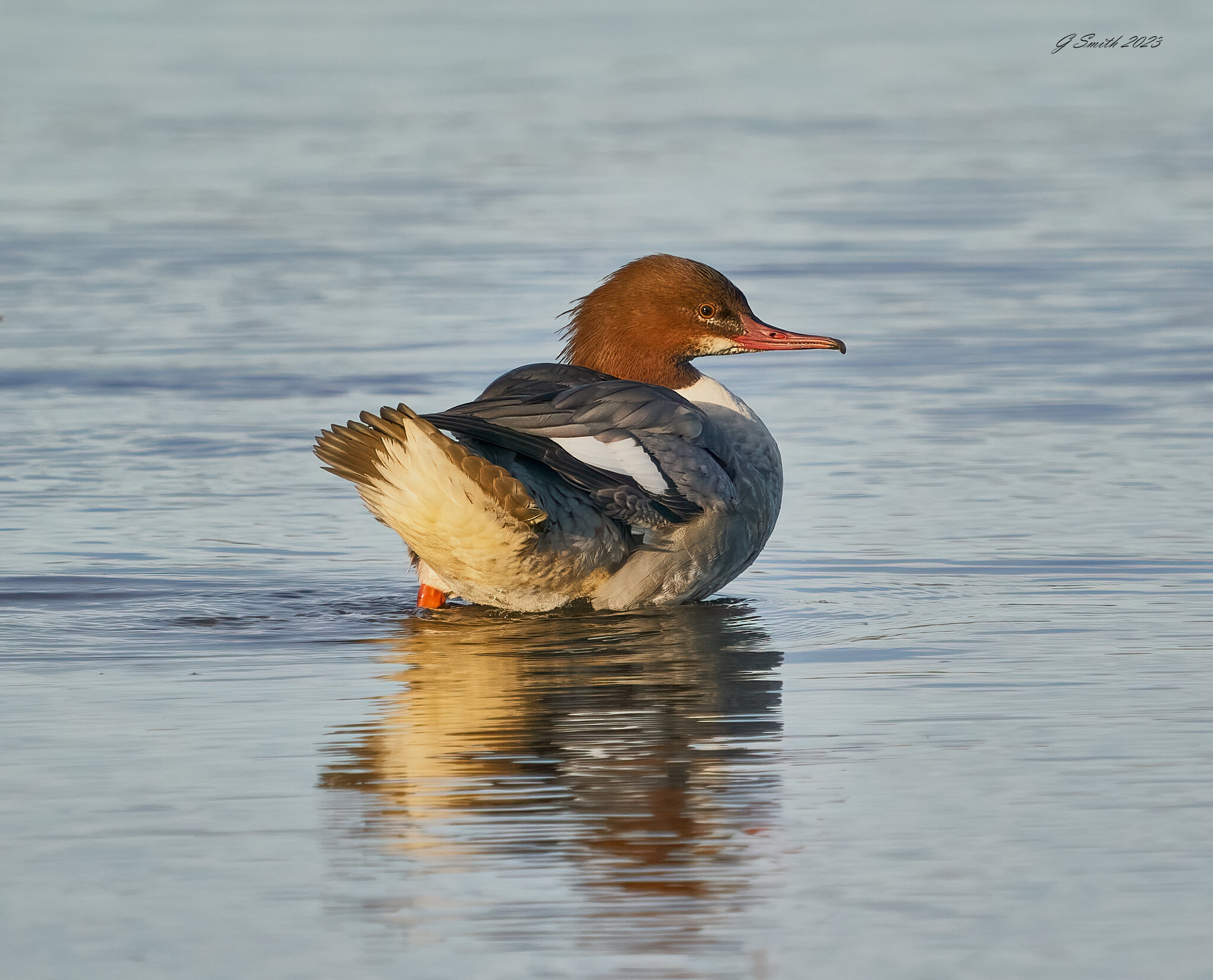 goosander 2023 8.jpg