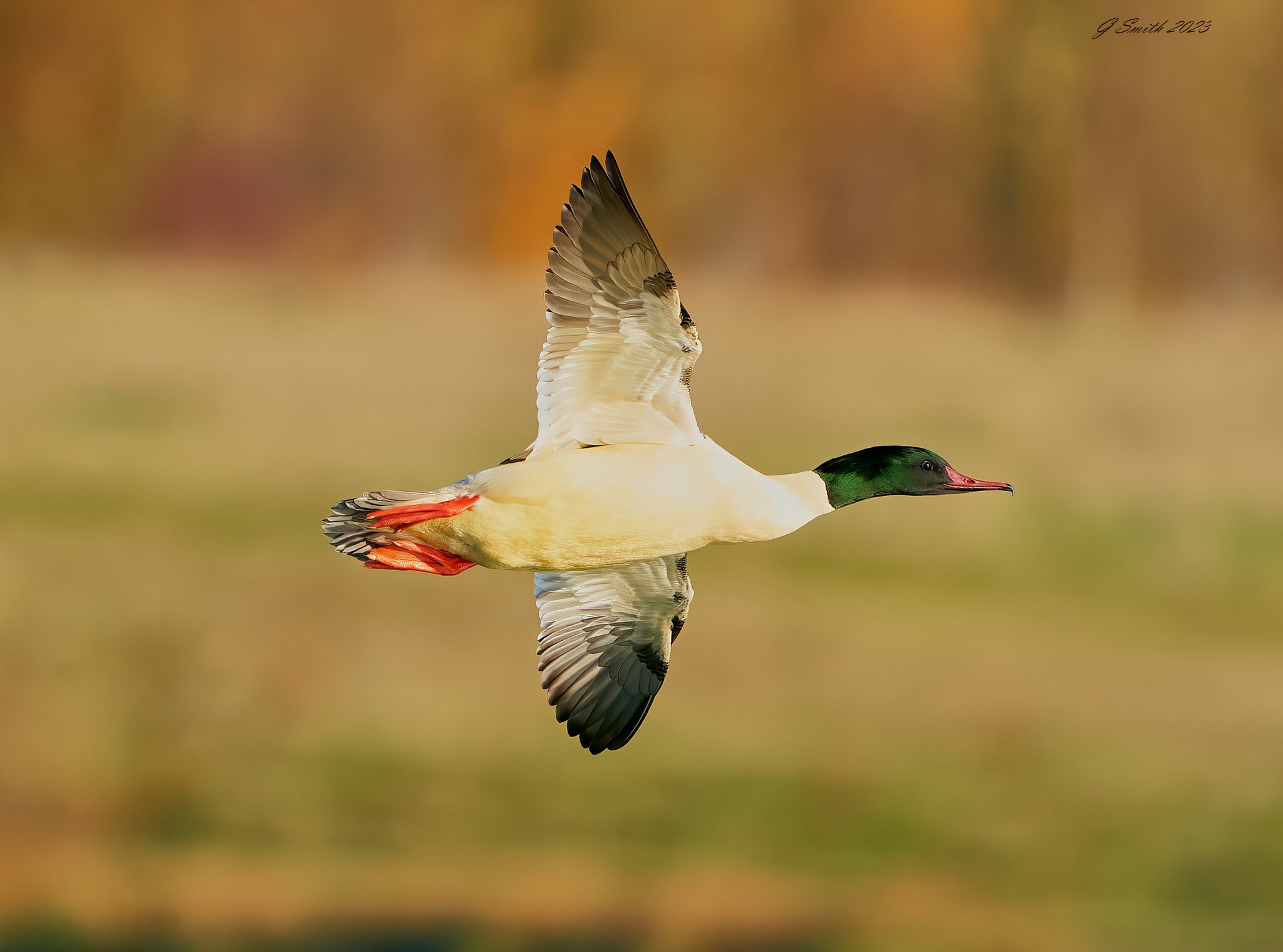 goosander 2023.jpg