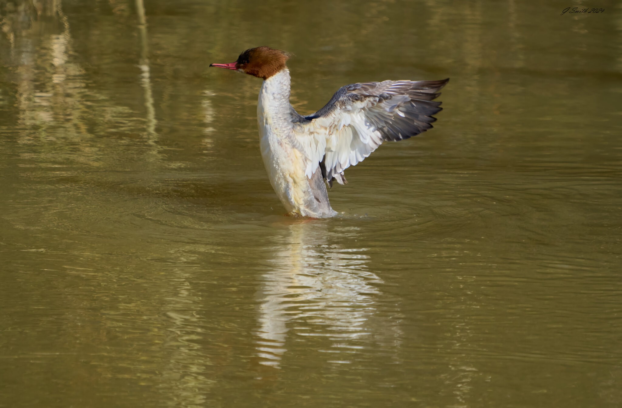 goosander 2024 2.jpg