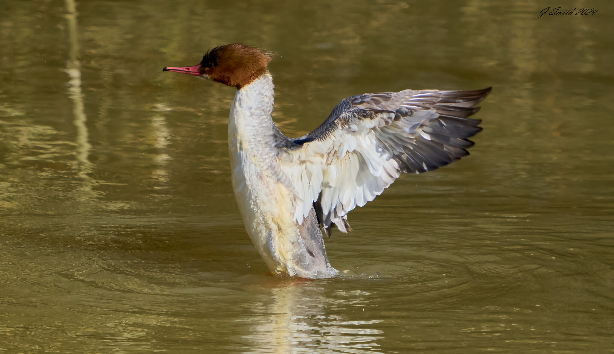 goosander 2024 3.jpg