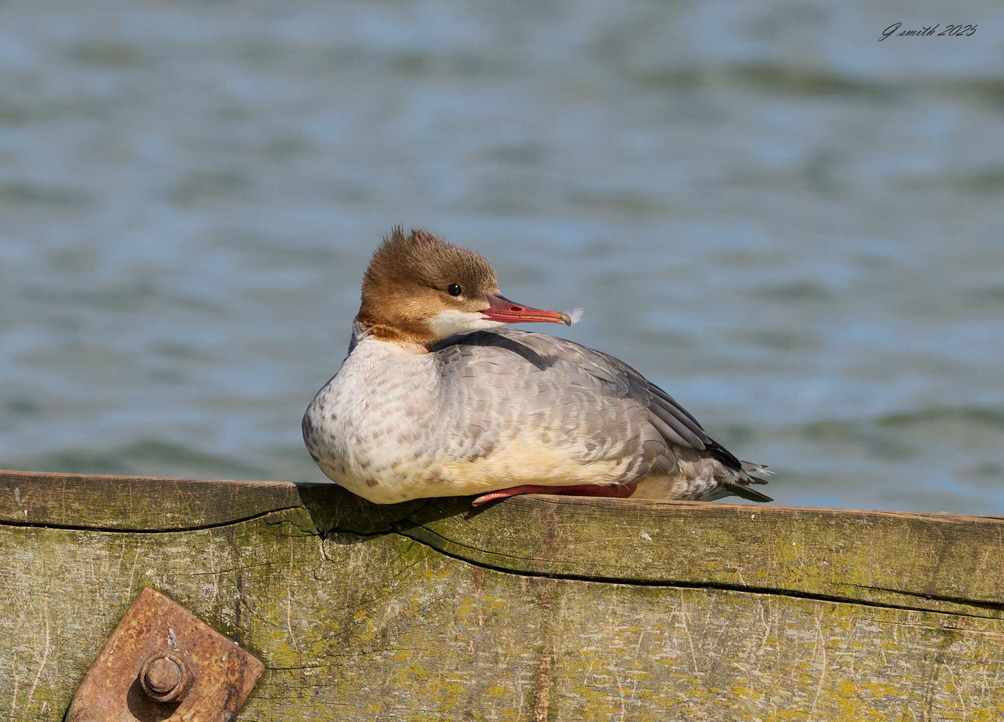 goosander 2025 7.jpg