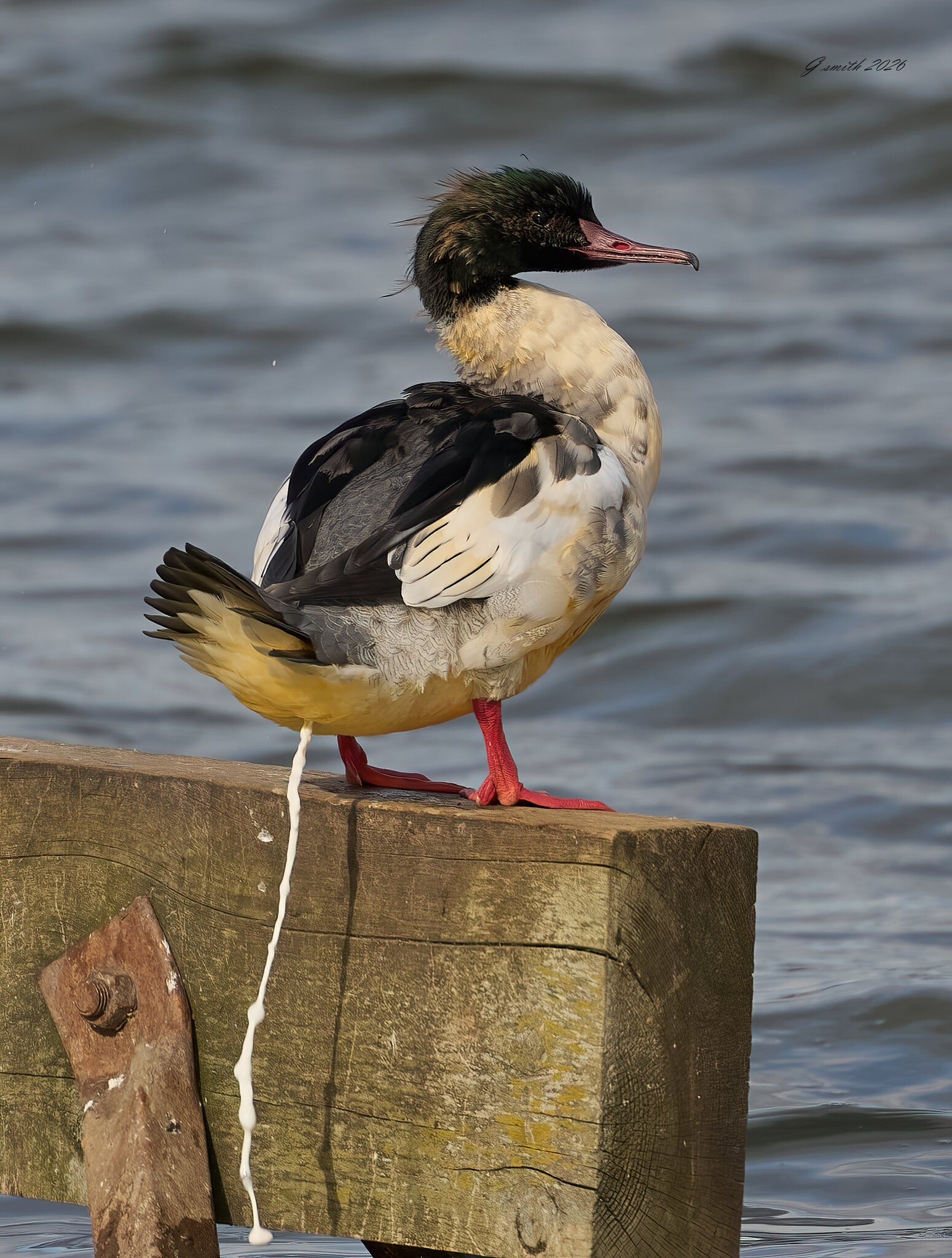 goosander 2026_3.jpg