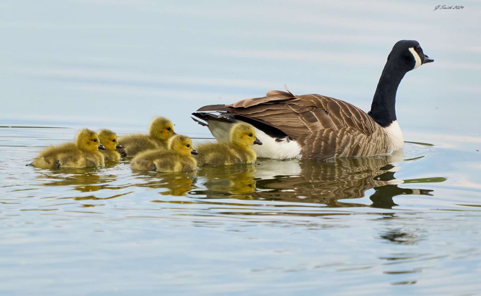 goose 2024 (2).jpg