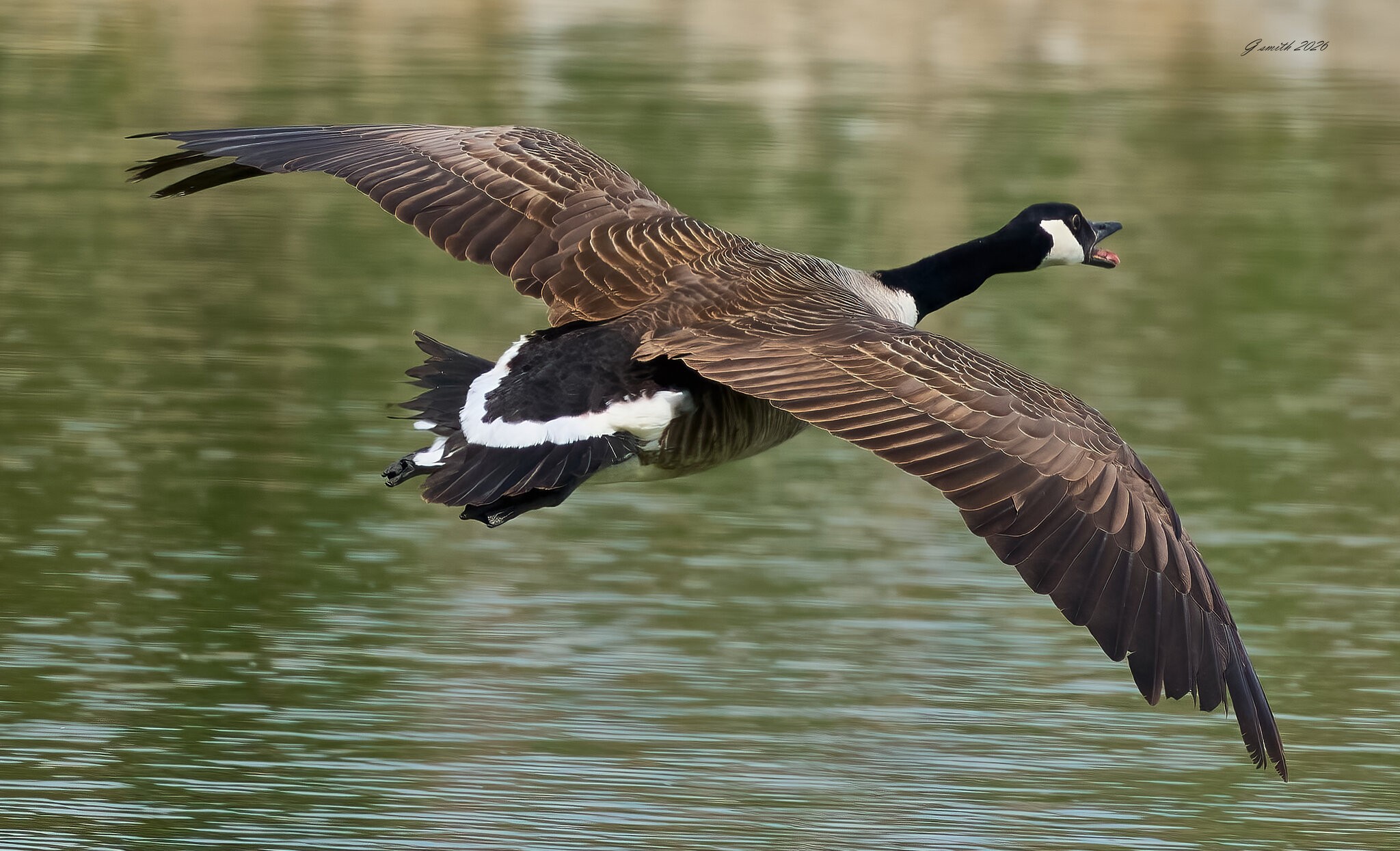 goose 2026_13.jpg