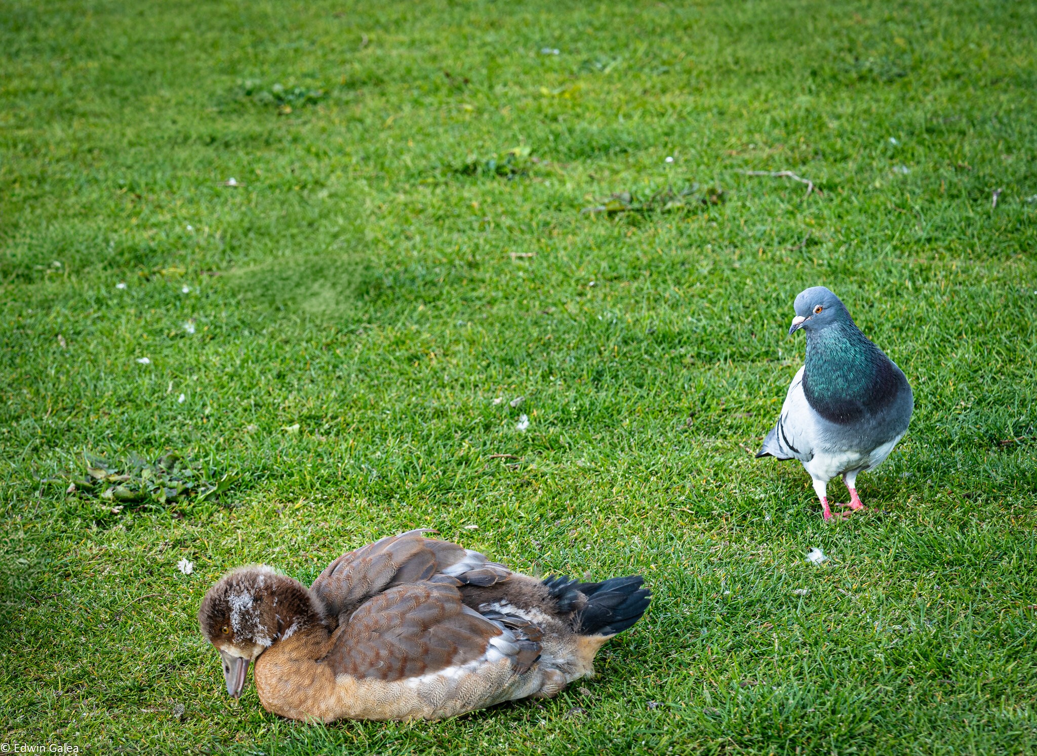 goose and pigeon-1.jpg