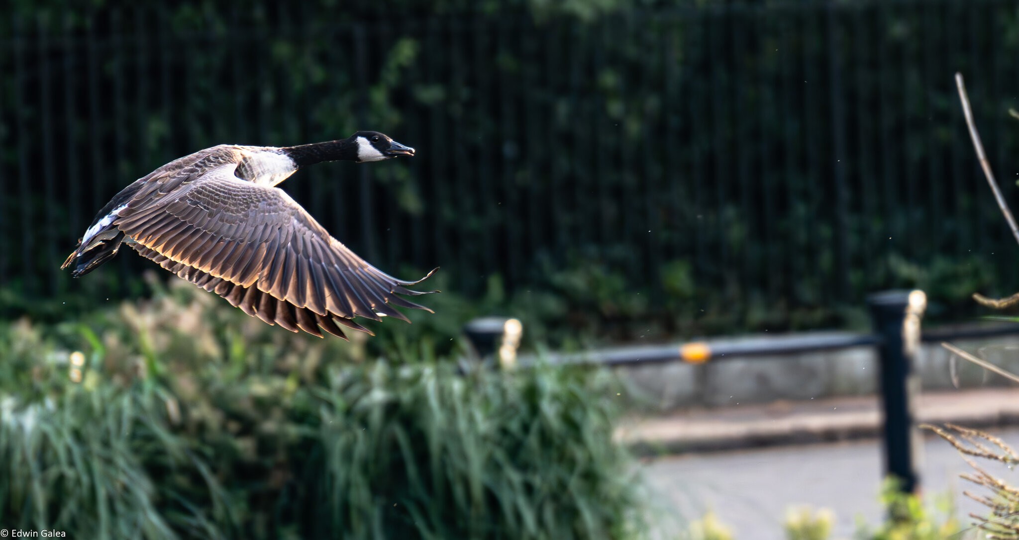 goose flight-2.jpg