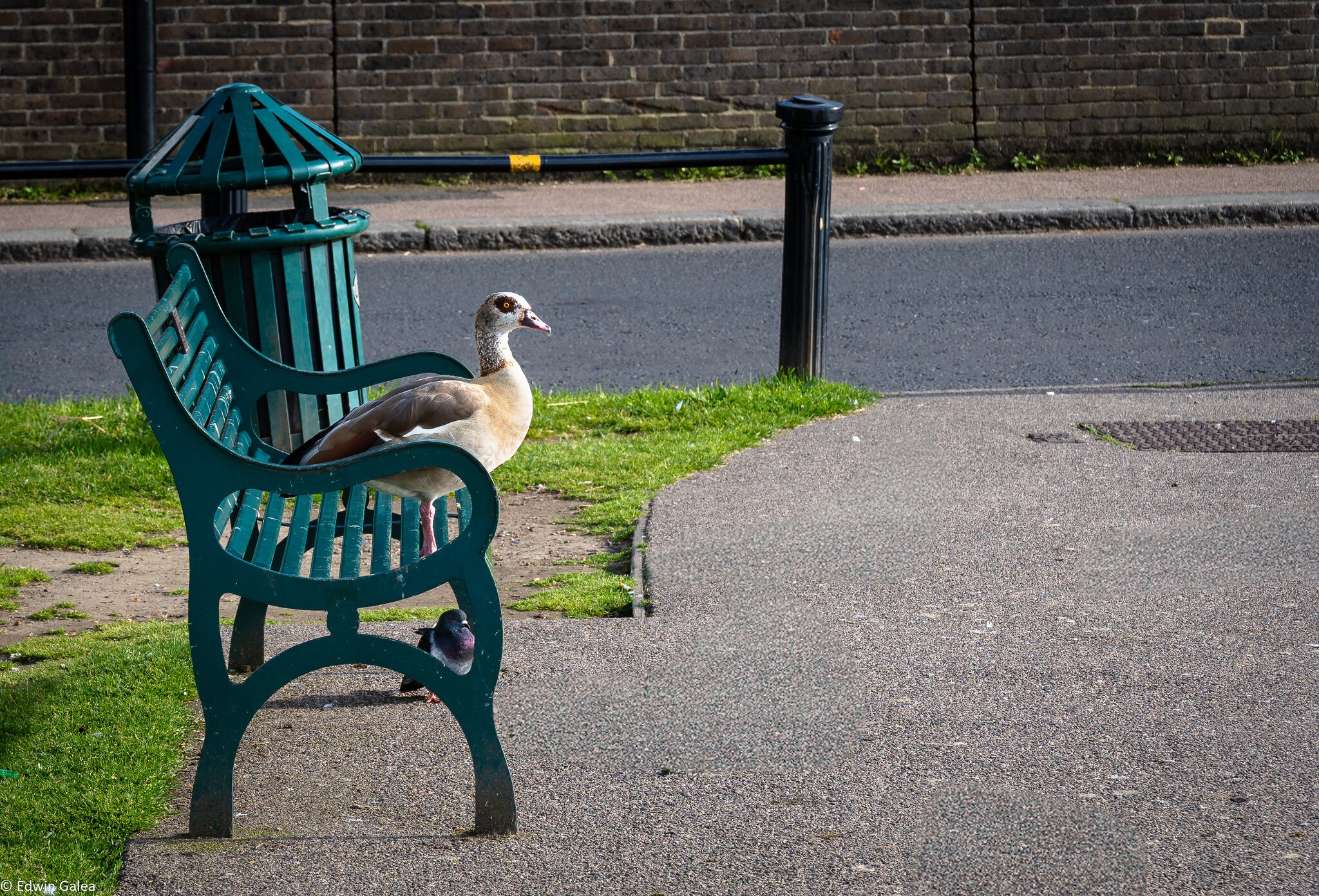 goose on bench-5.jpg