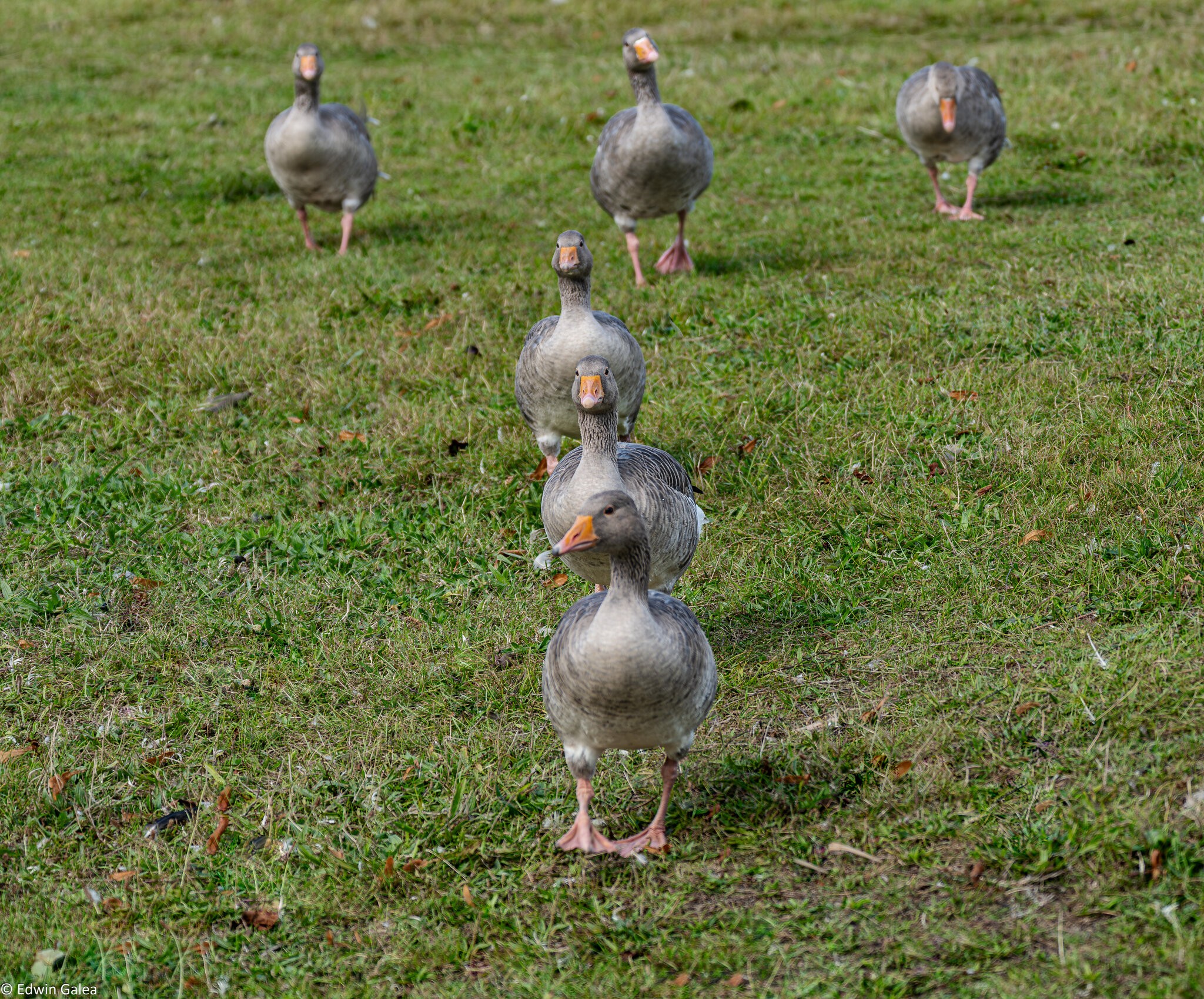 goose squadron-2.jpg