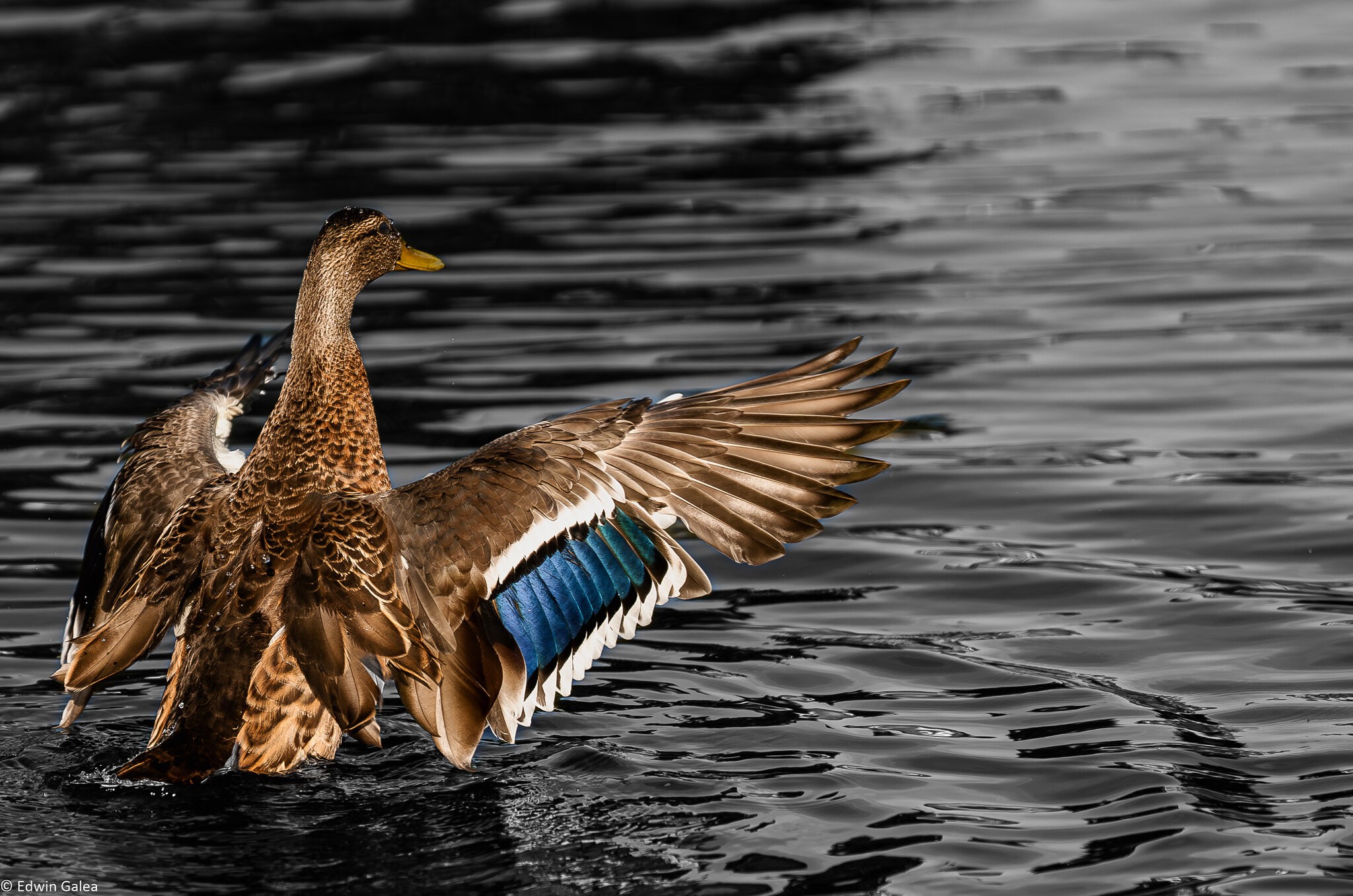 goose_bw_water-2.jpg