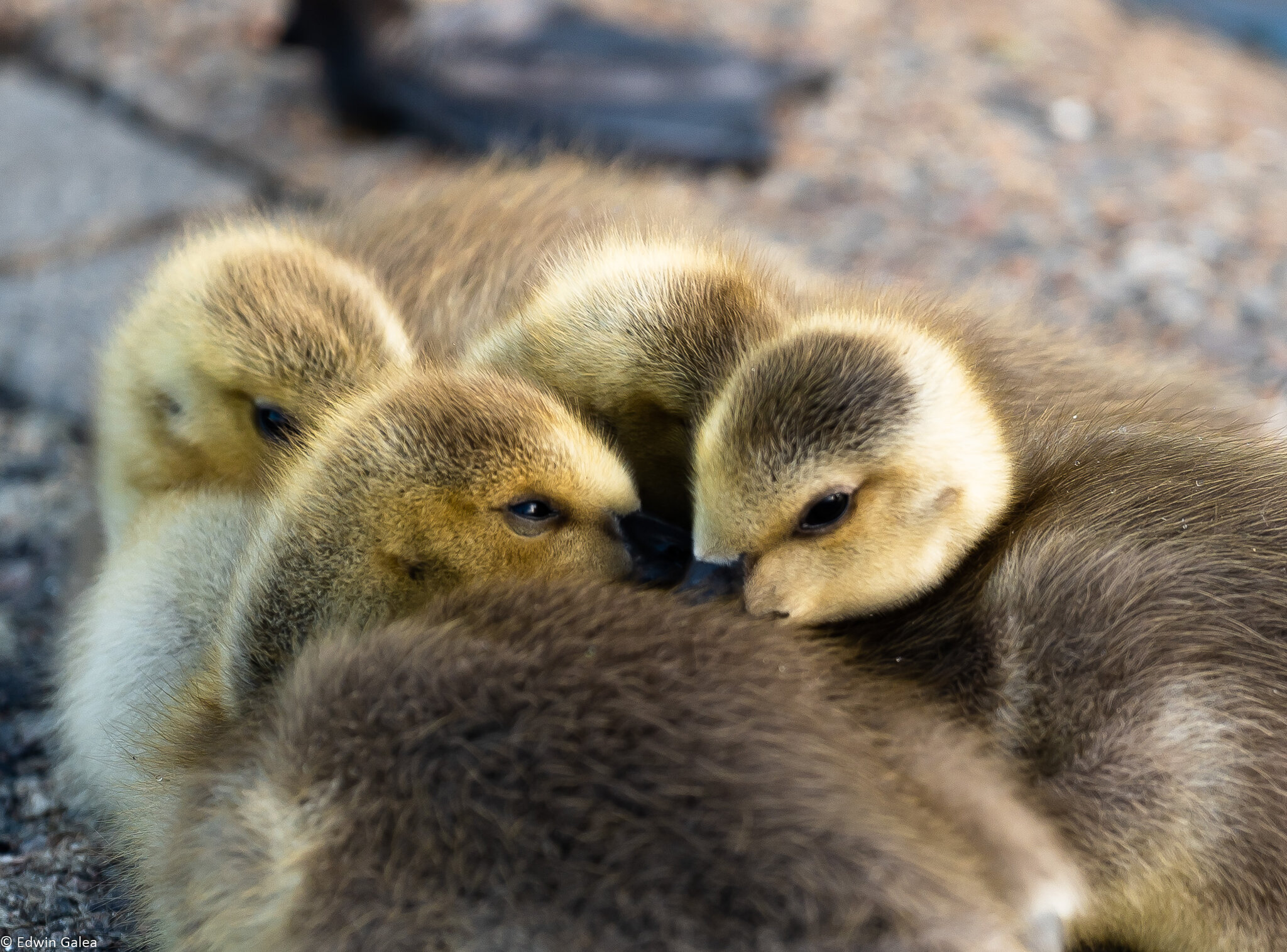 goose_chicks-1.jpg