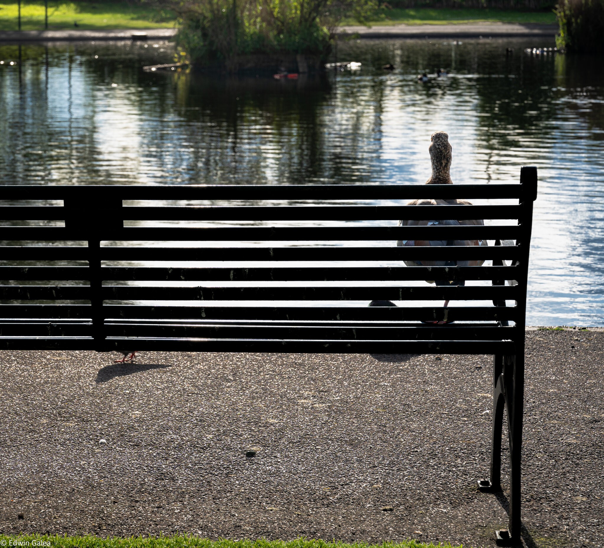 goose_contemplation-4.jpg