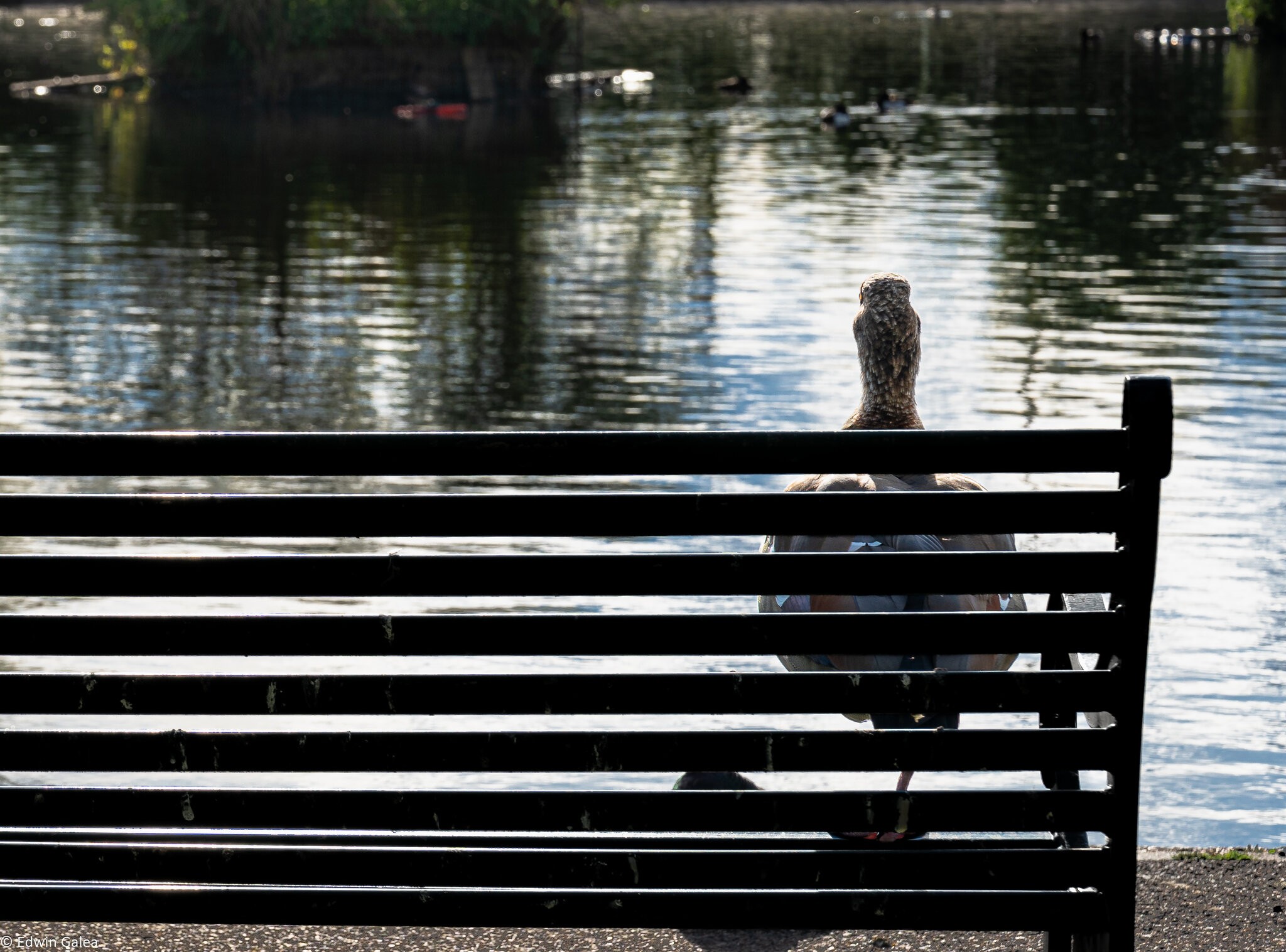 goose_contemplation-6.jpg