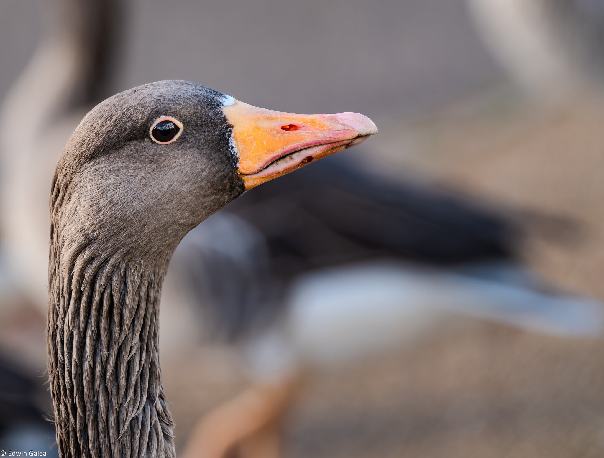 goose_hdr-4.jpg