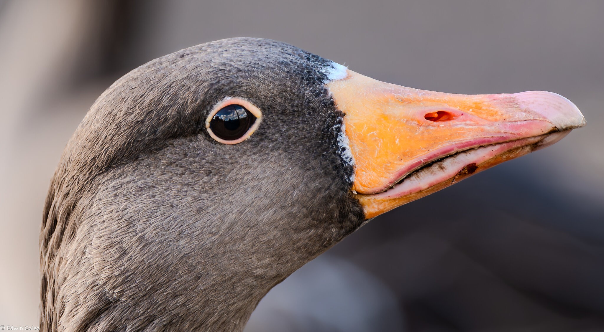 goose_hdr-6.jpg