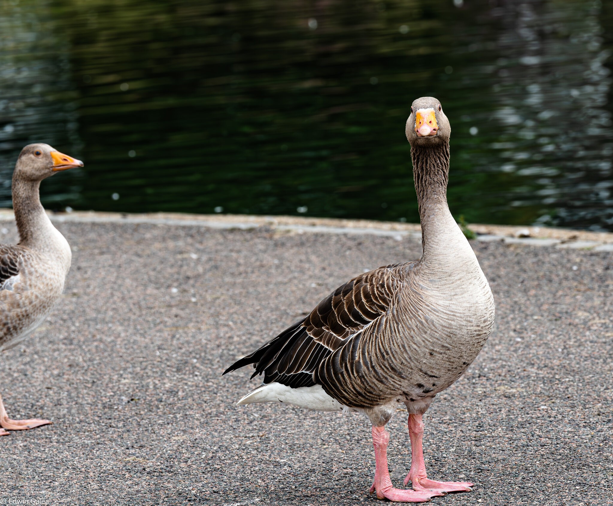 goose_portrait-2.jpg