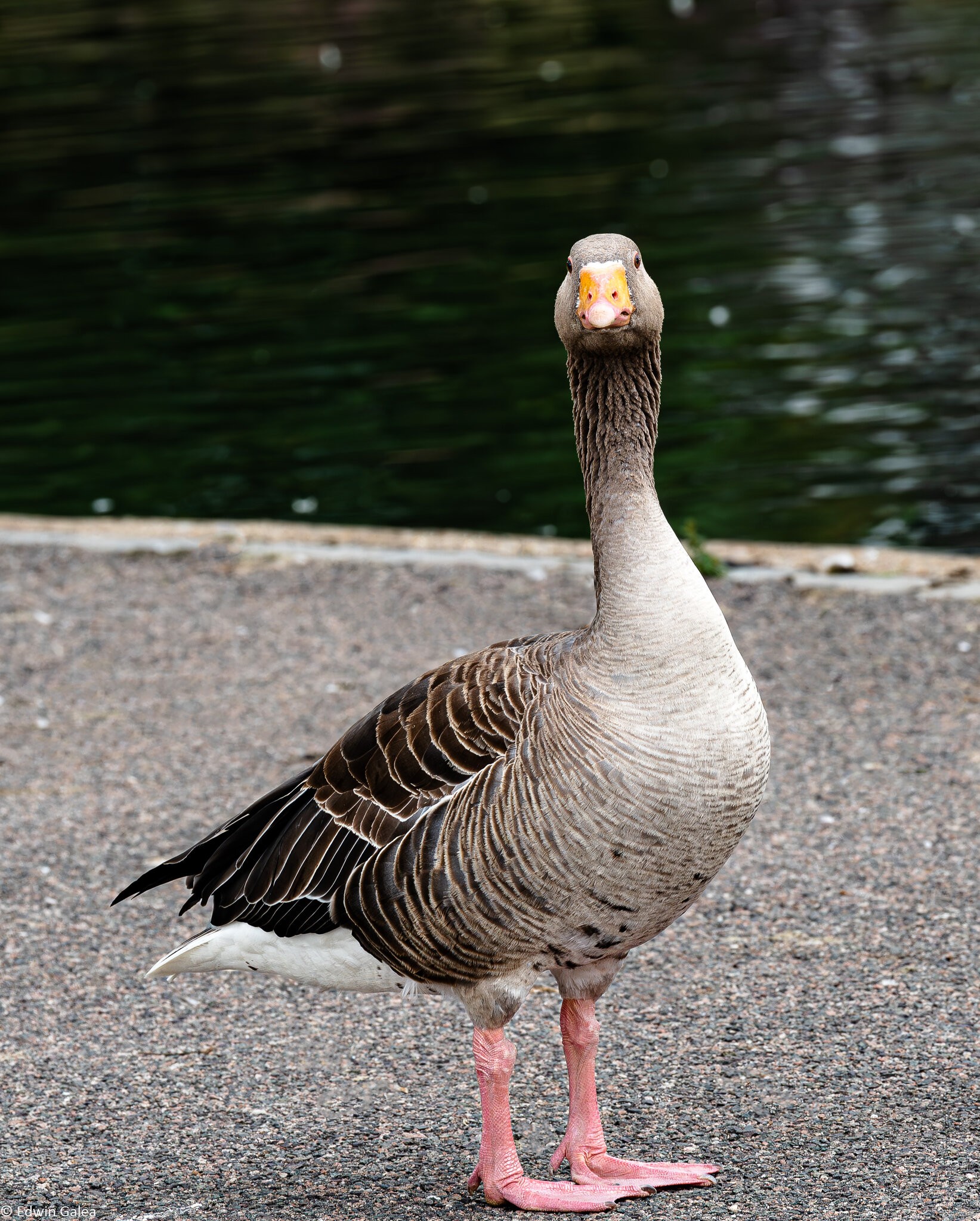 goose_portrait-4.jpg