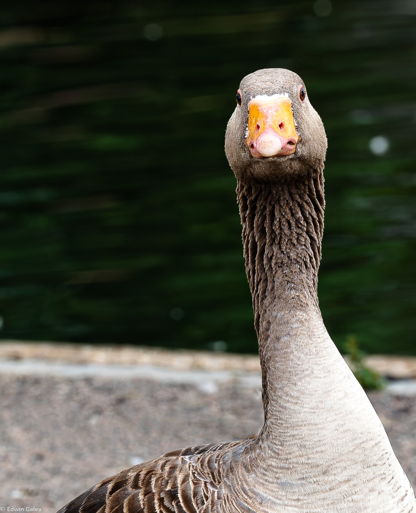 goose_portrait-6.jpg