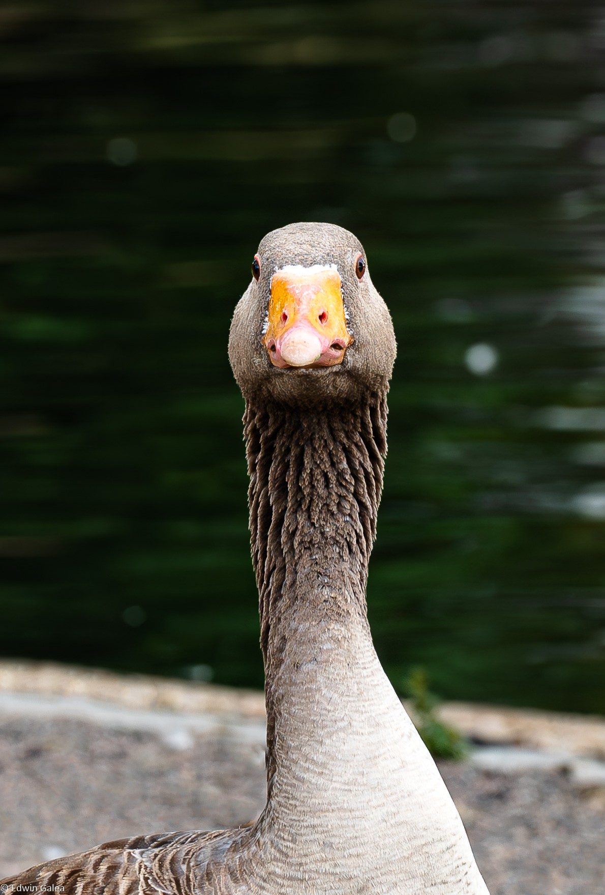 goose_portrait-9.jpg