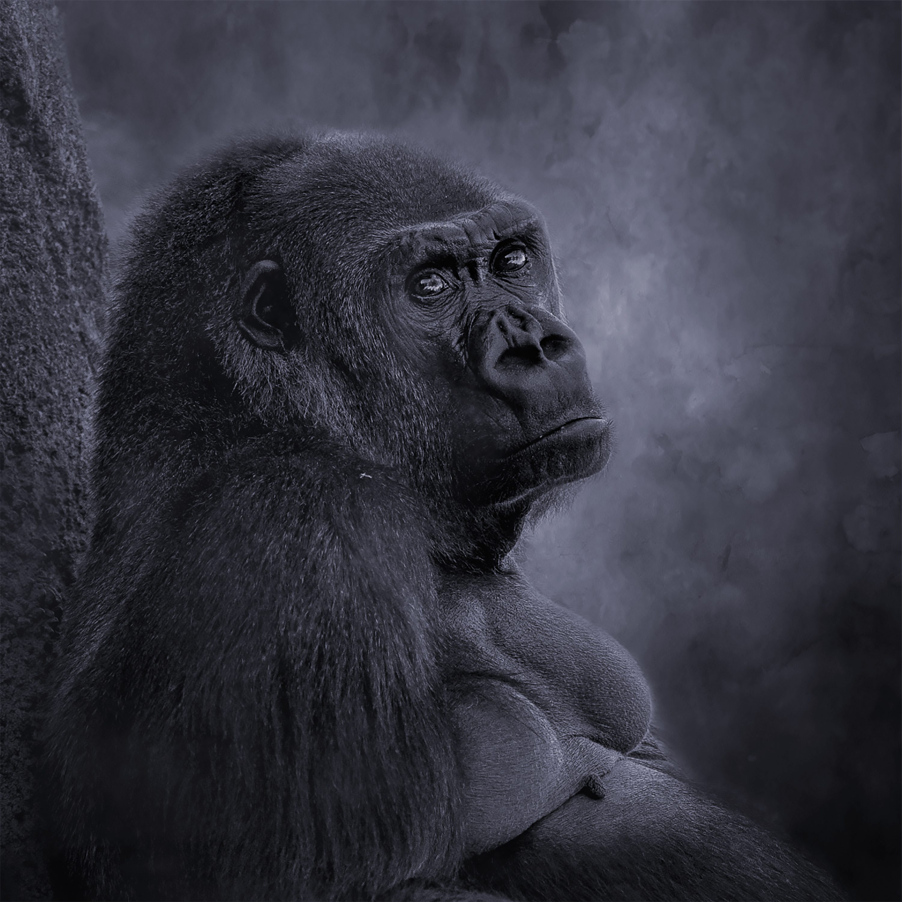 Gorilla